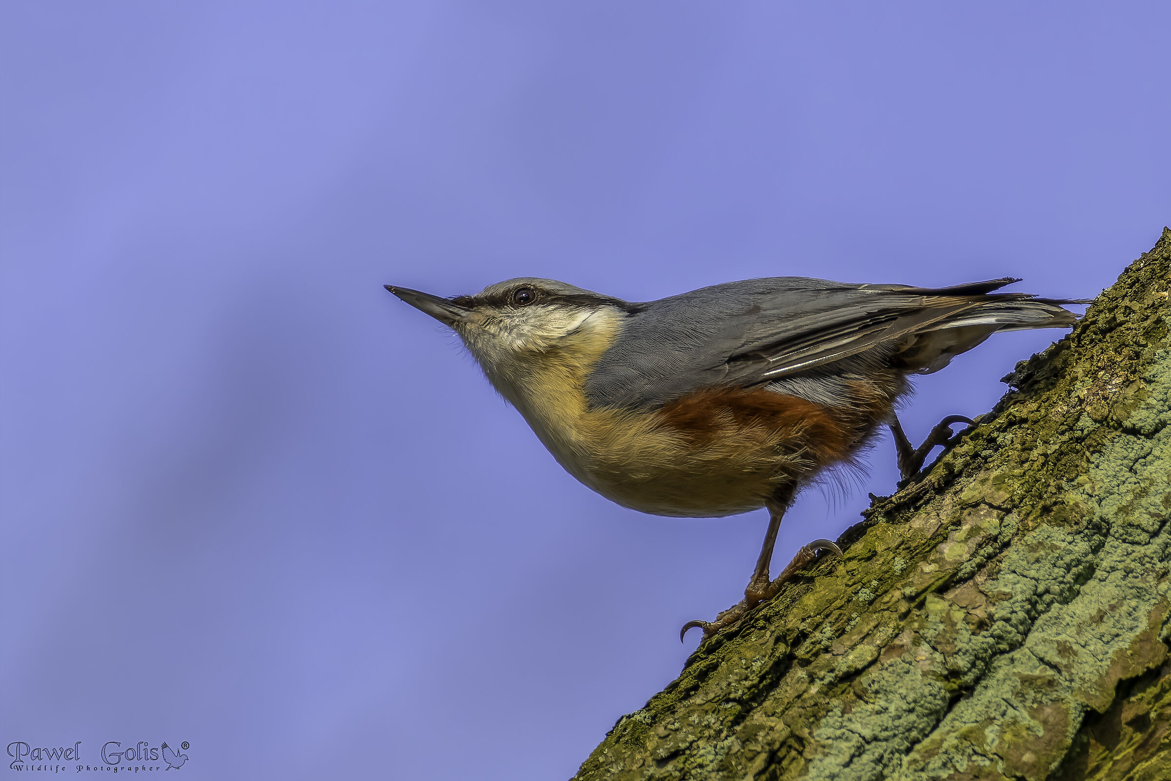 Sitta europaea (Sitta europaea)