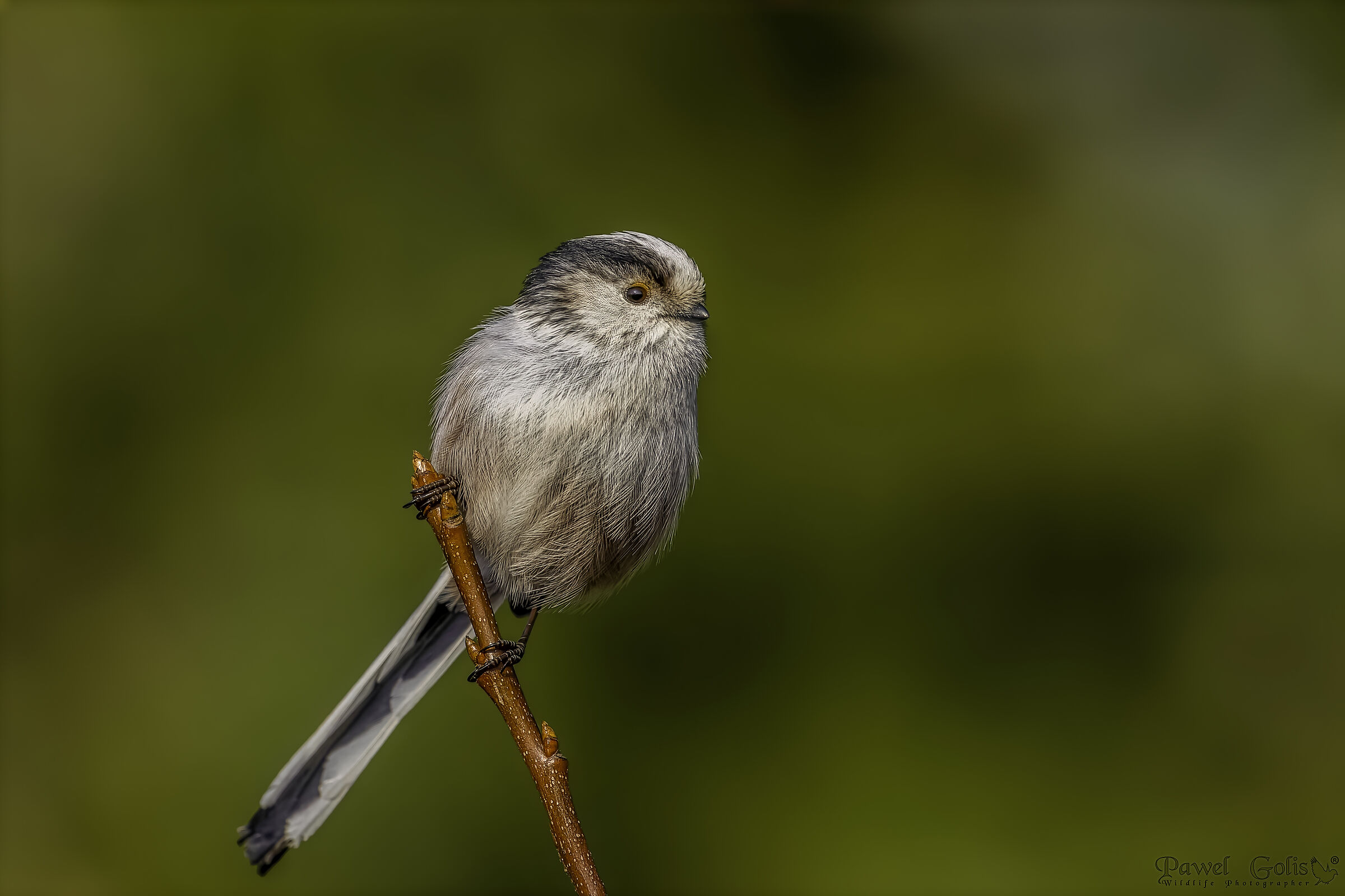 Long-tailed bushtit (Aegithalos caudatus)