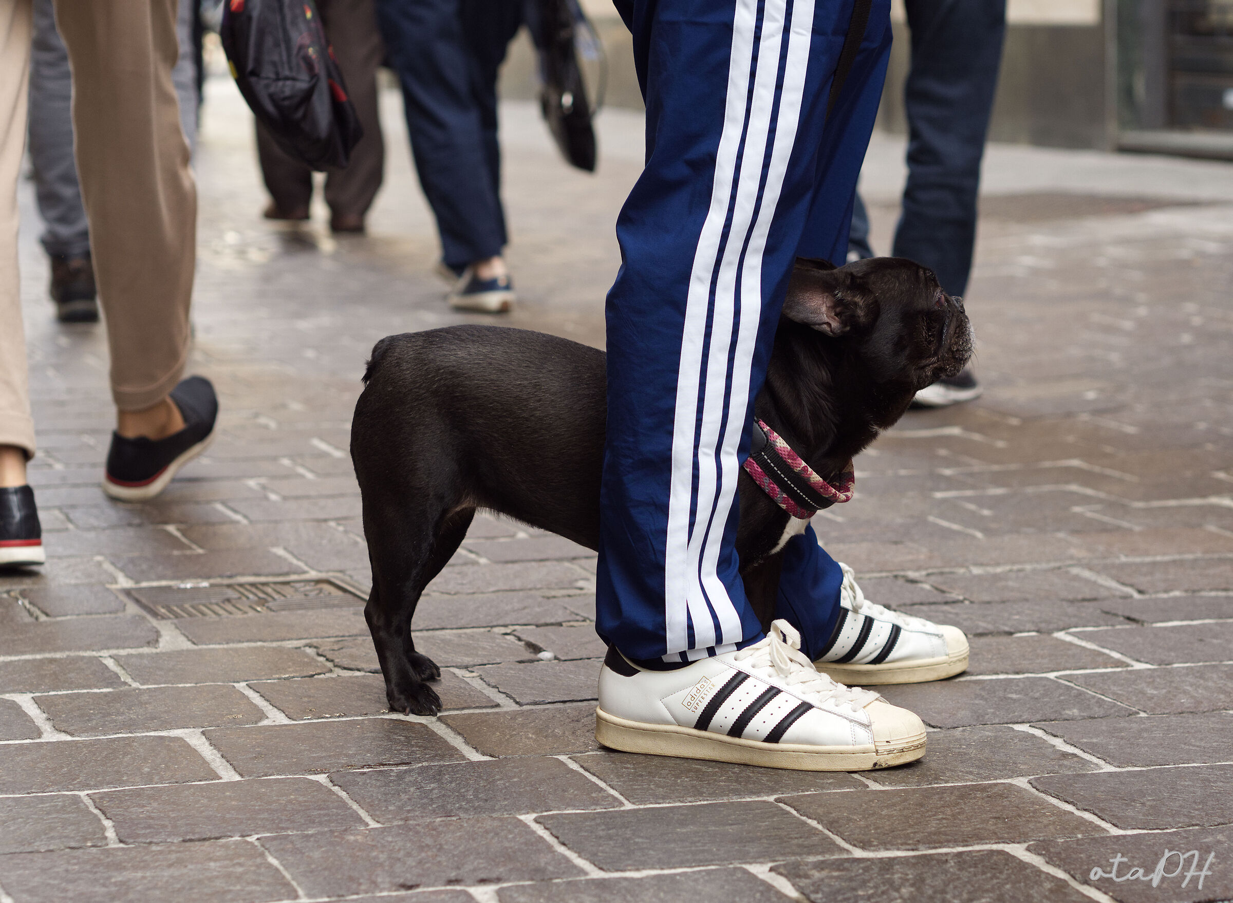 Bouledogue