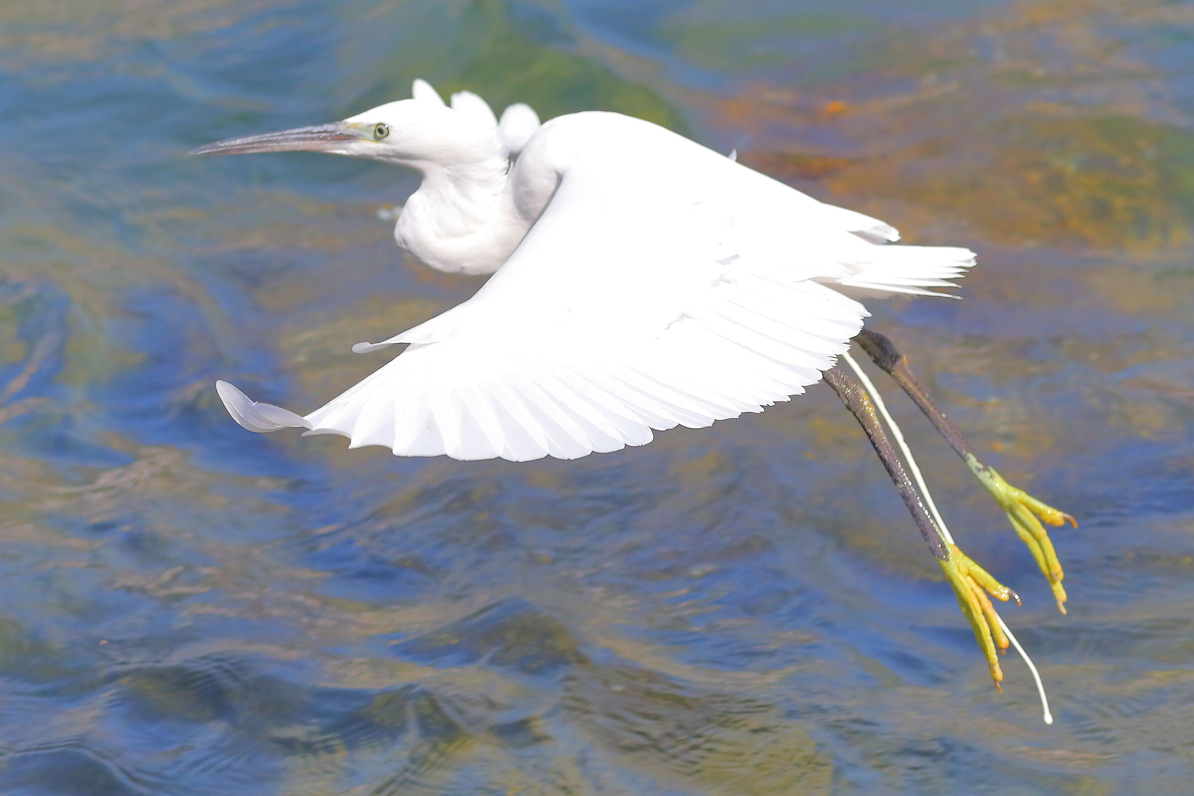 Little Egret 19 September 2025 - 0071