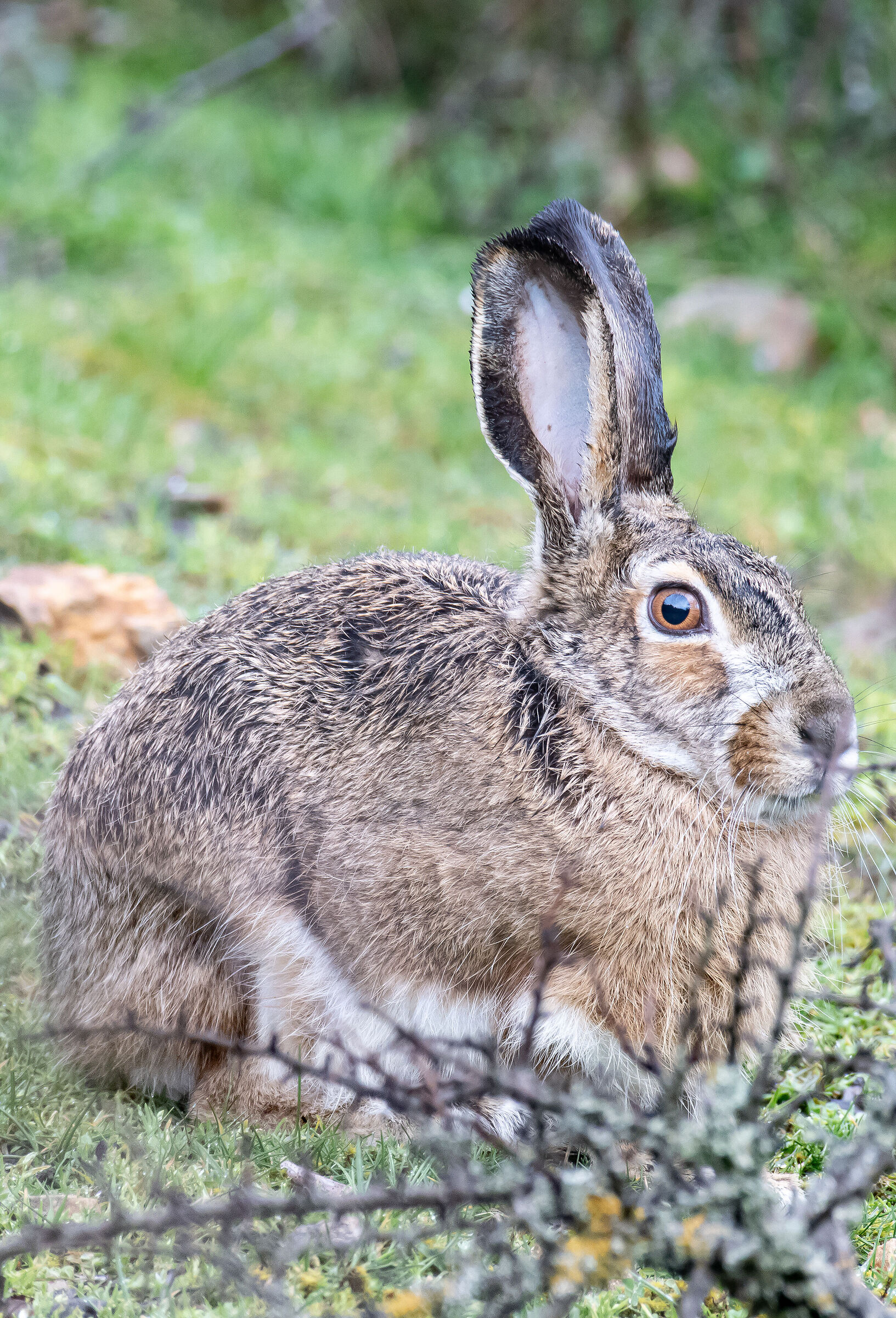 A Lepus corsicanus as a friend: a month of observation