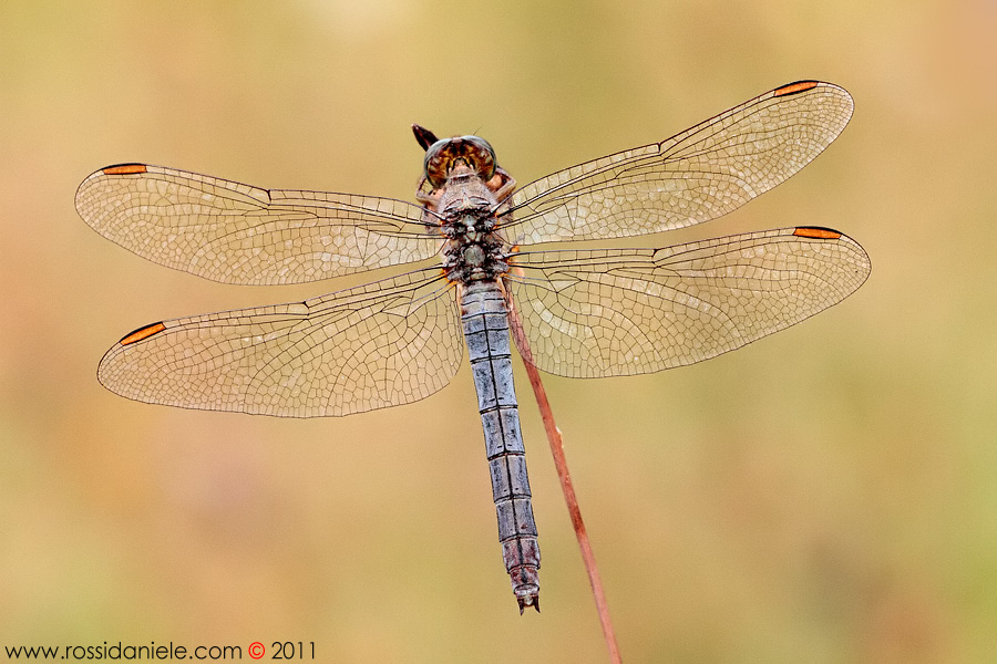 Orthetrum coerulescens