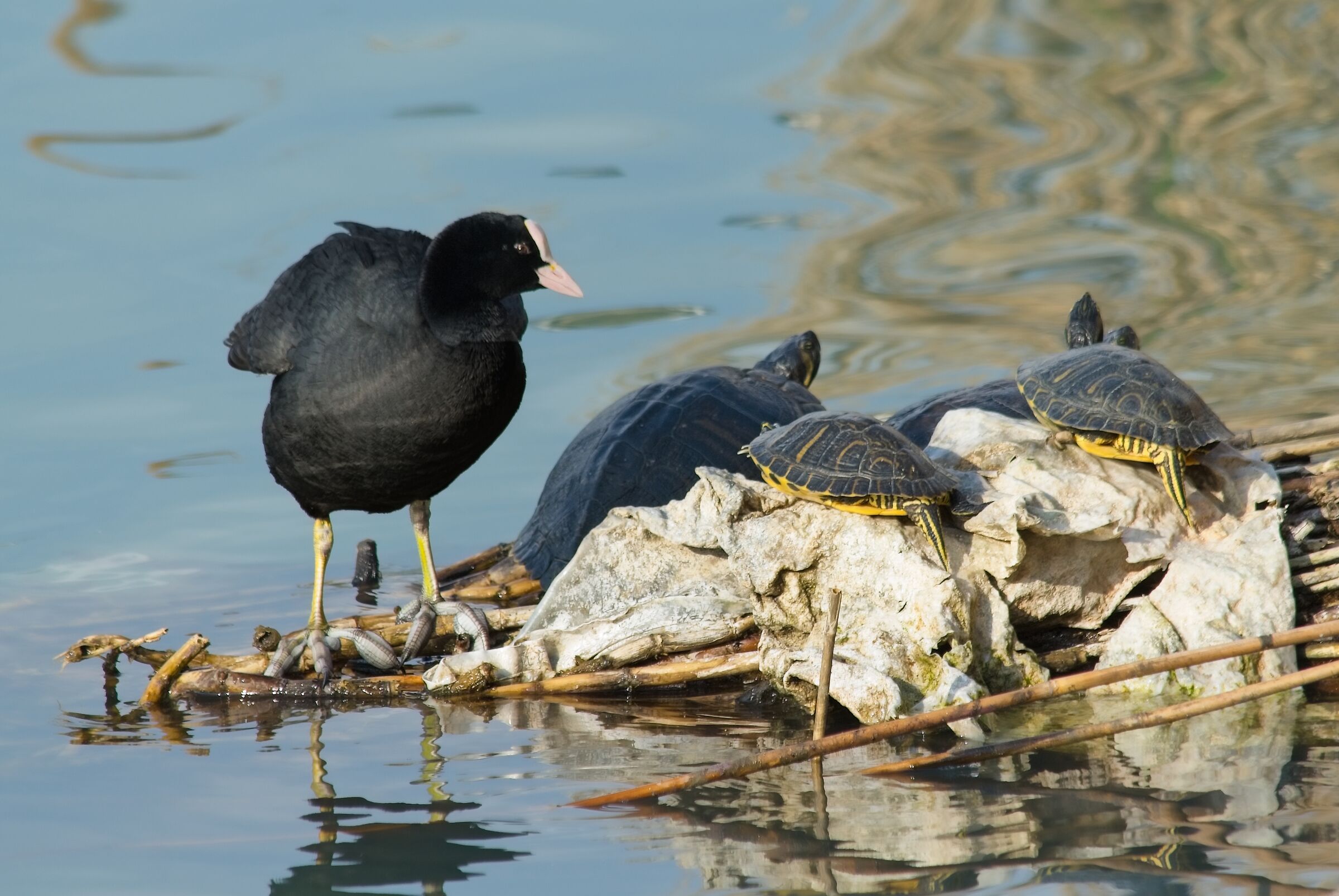 A coot in company