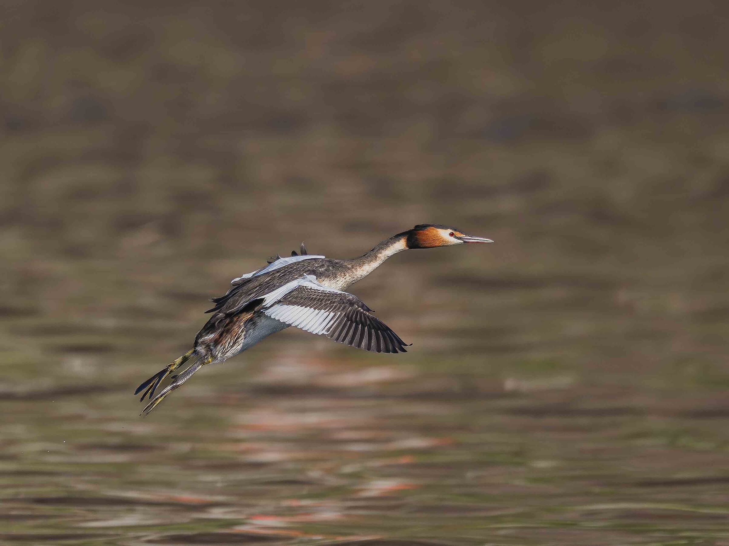 Great crested grebe