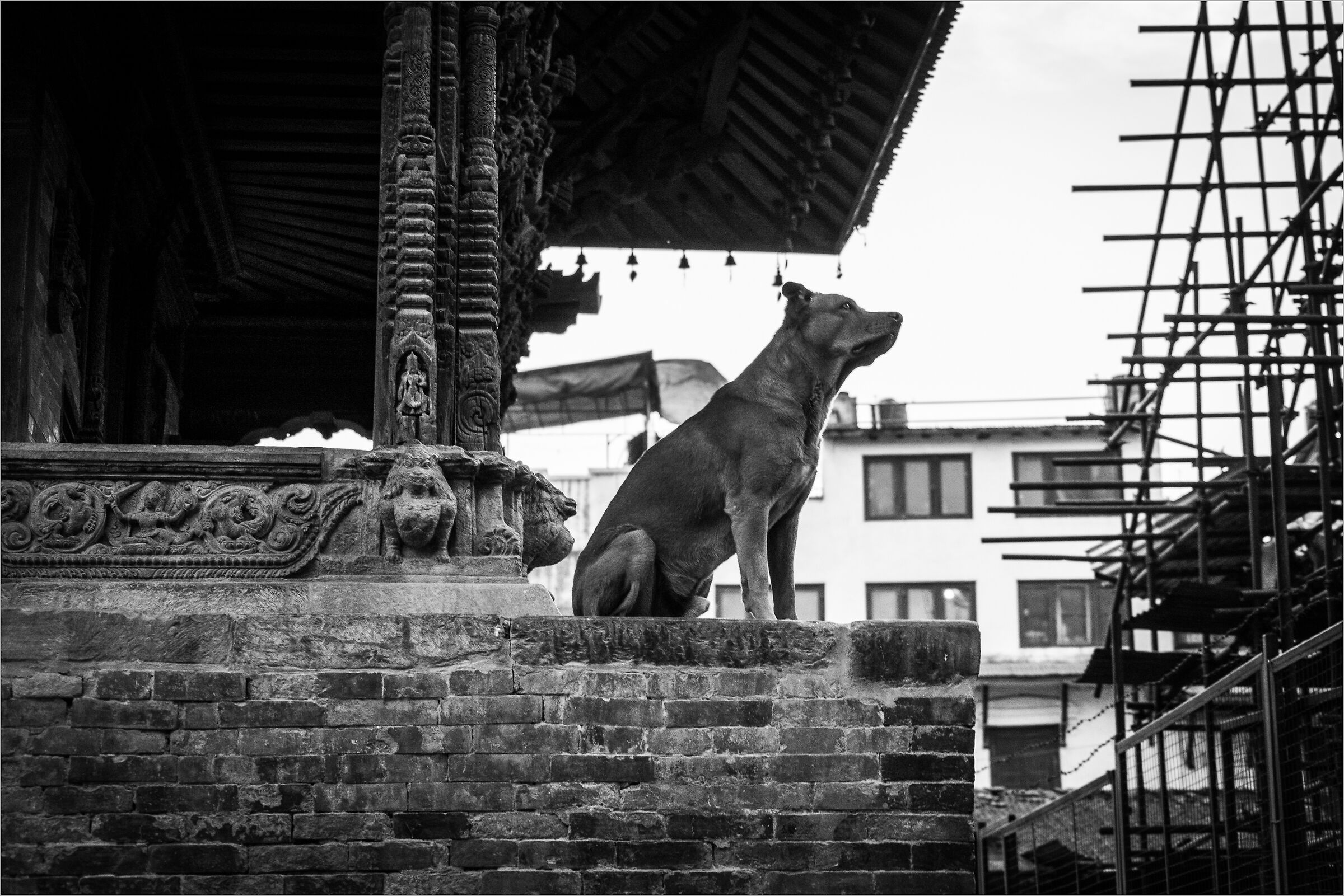 La sentinella del tempio
