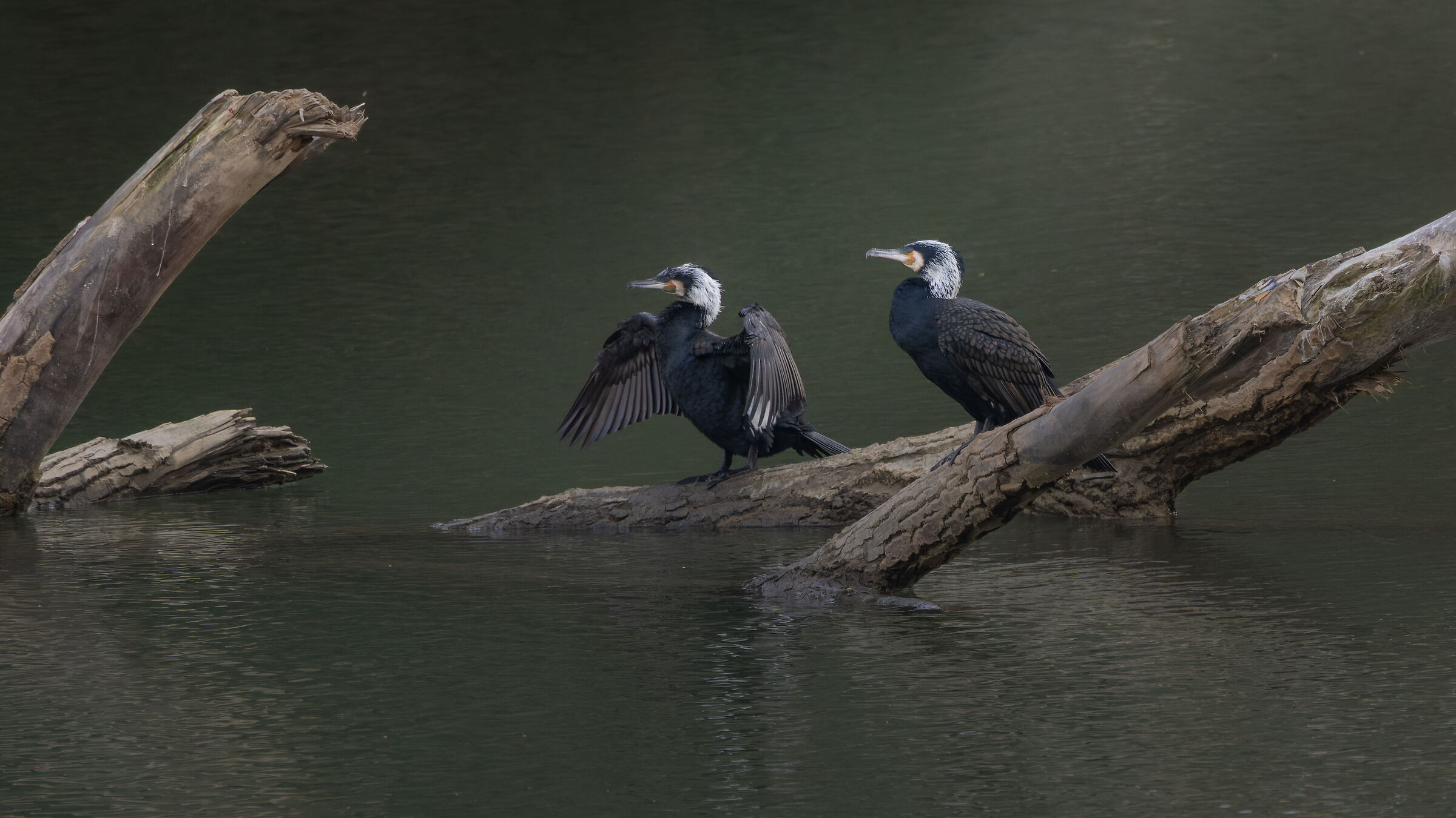 ..."how to change for love..."