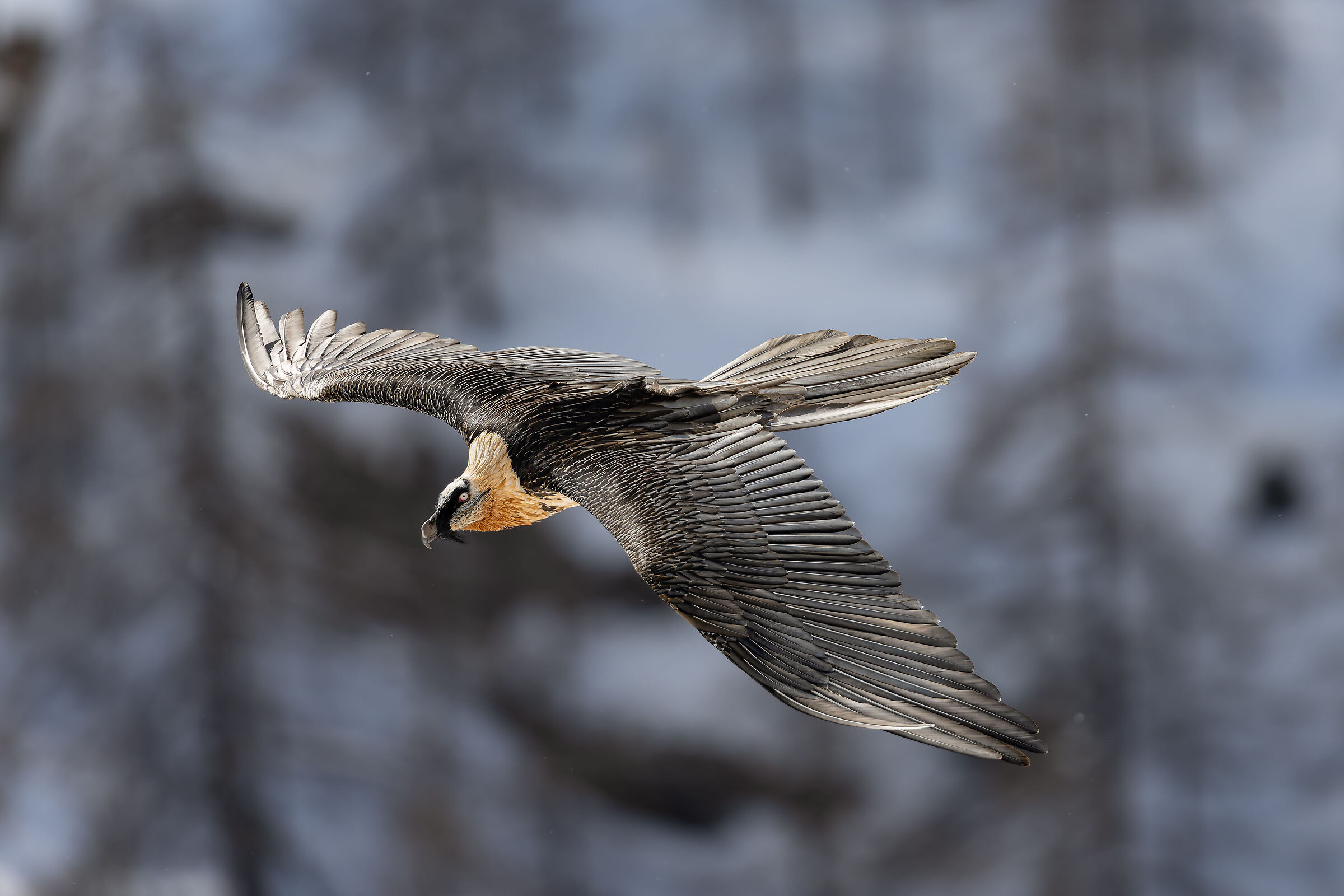 gypaetus Barbatus - Parco Nazionale Gran Paradiso