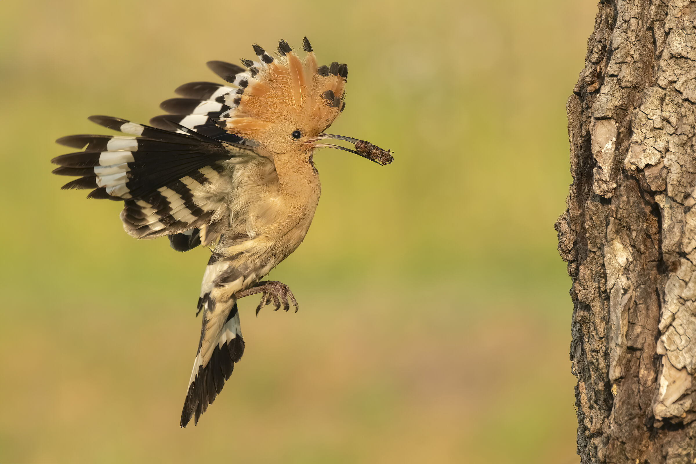 Hoopoe