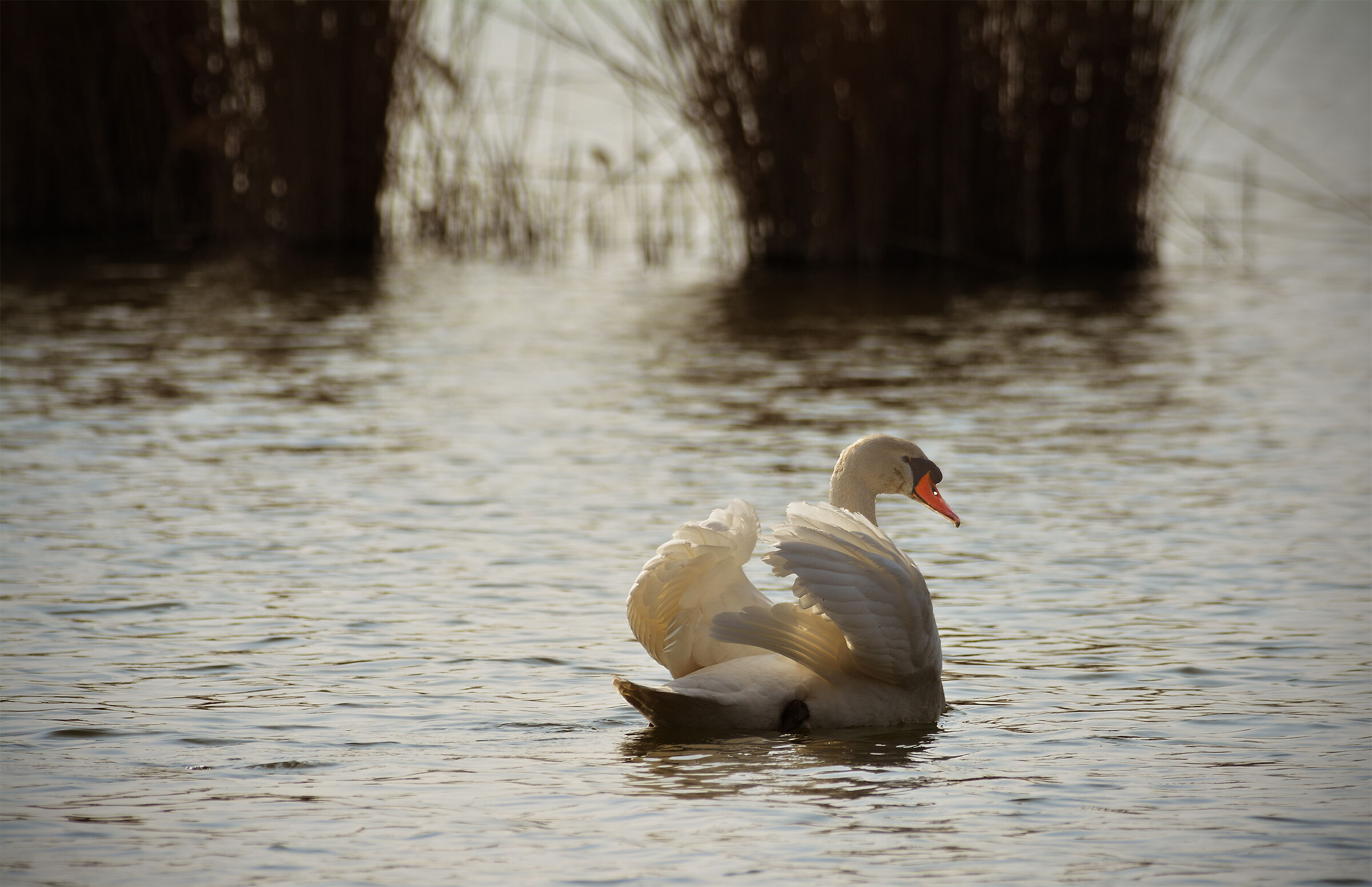 Poetry of a Swan