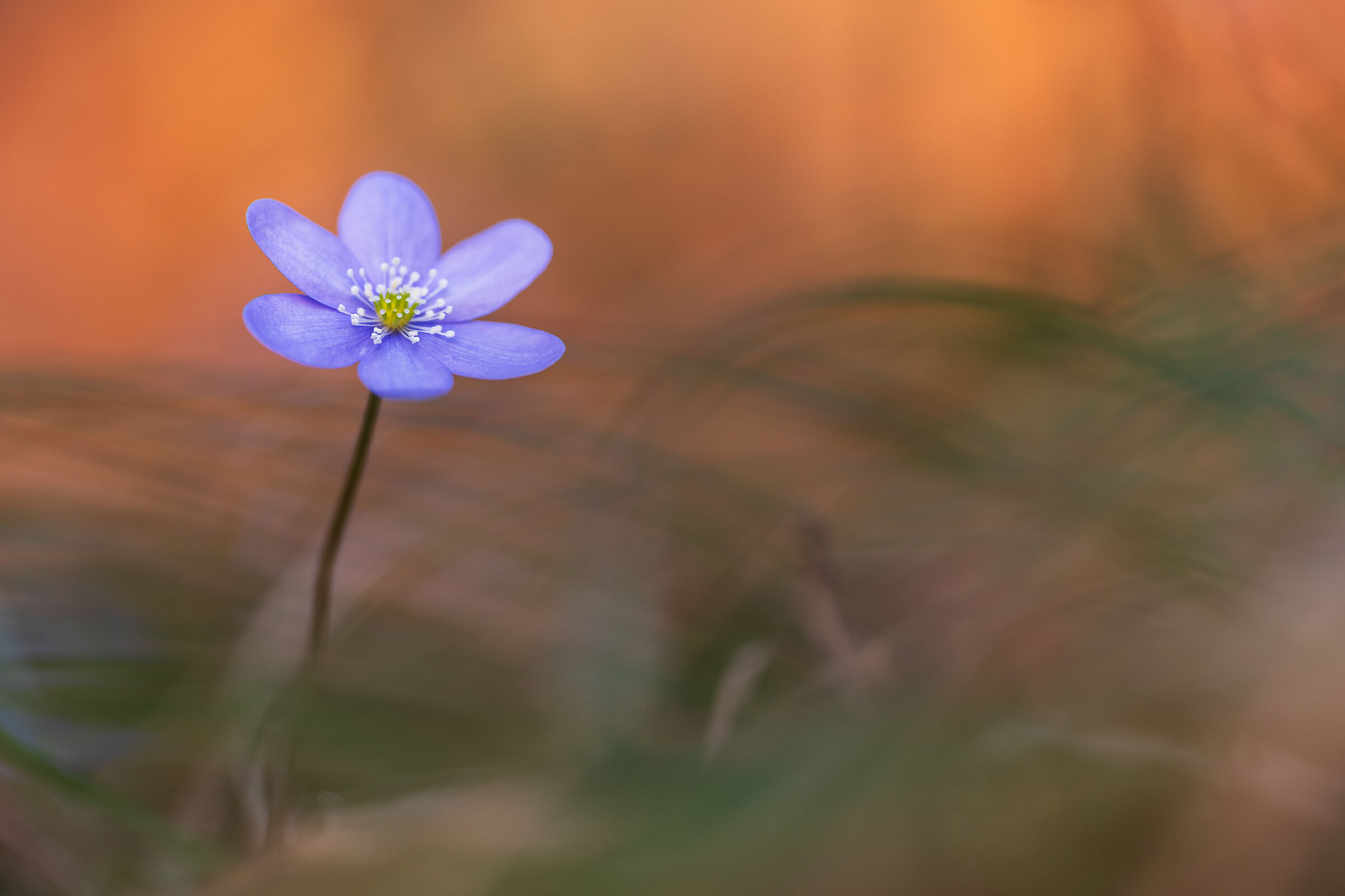 Hepatica nobilis