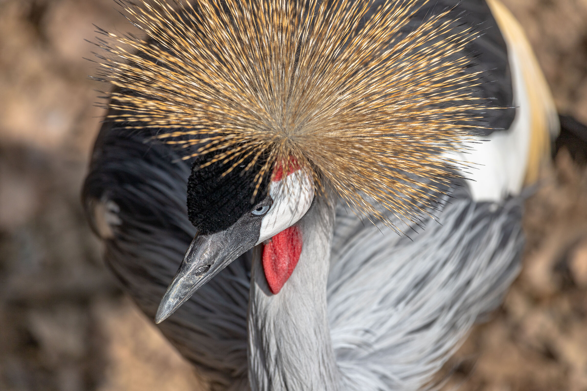 Crowned crane