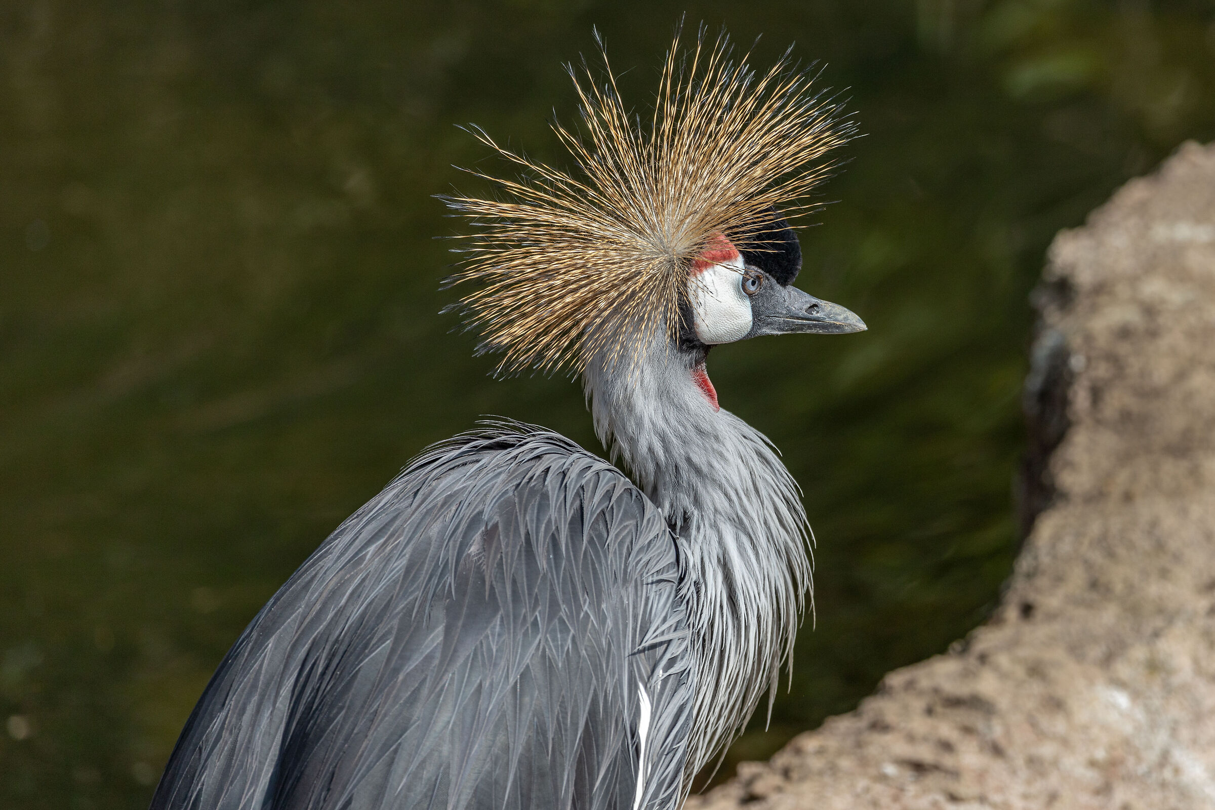 Crowned crane