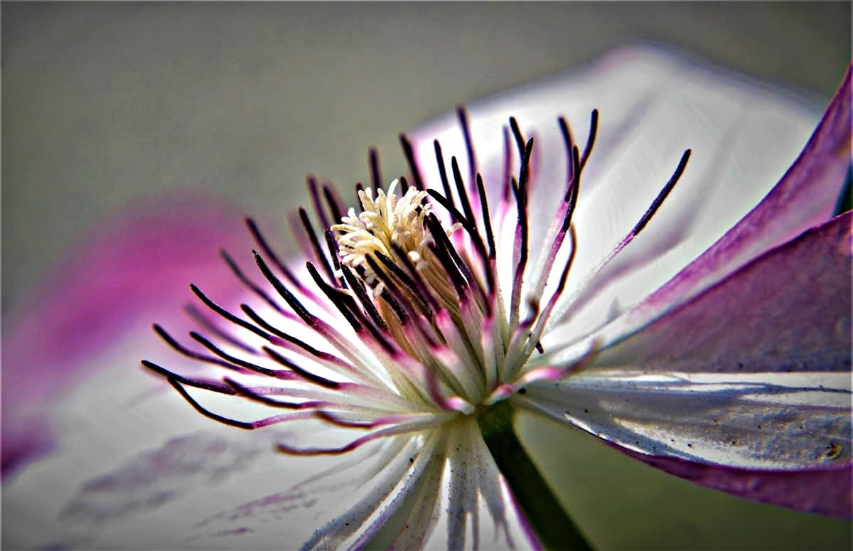 Beauty seen up close