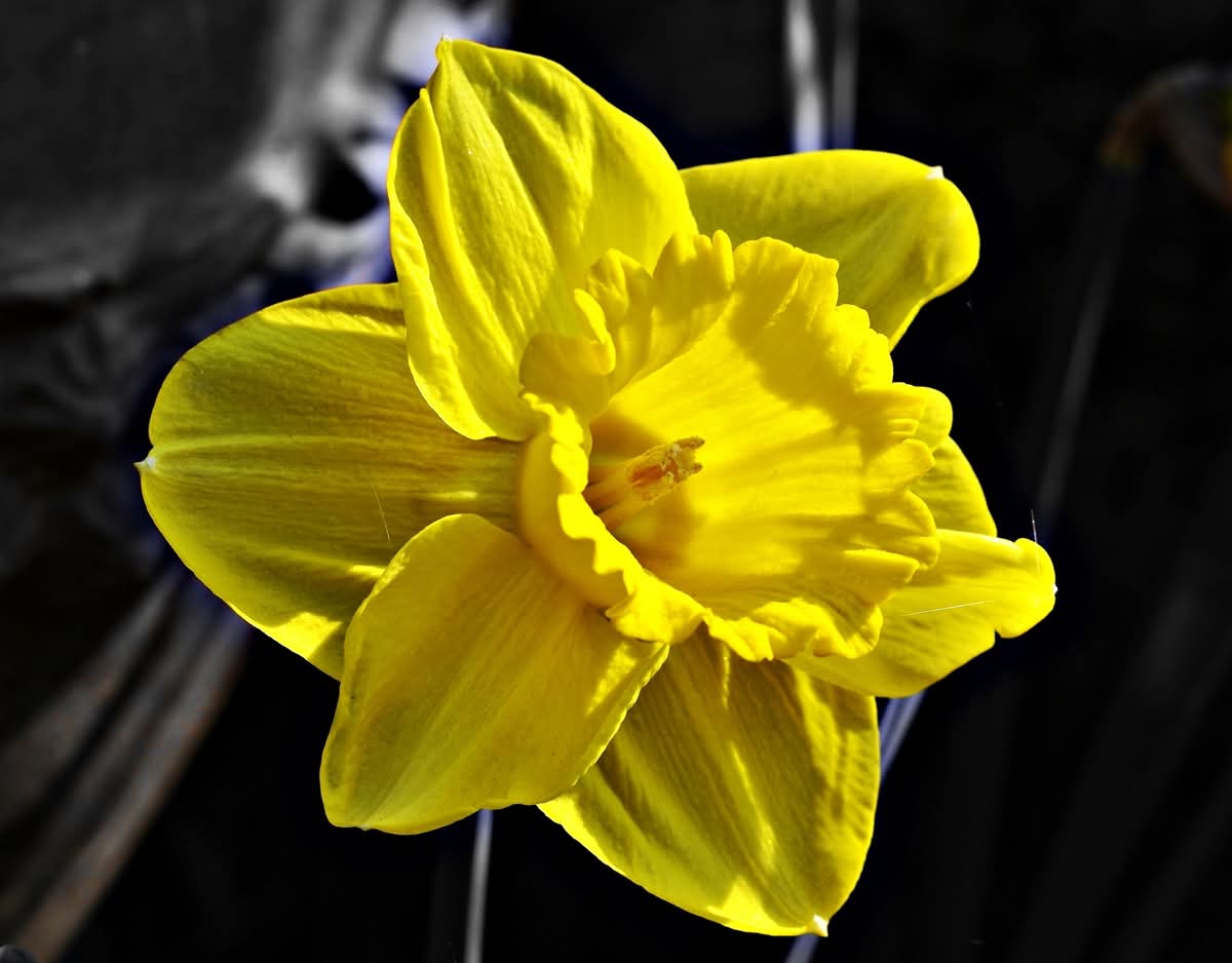 A photo a bit like that, yellow and black.