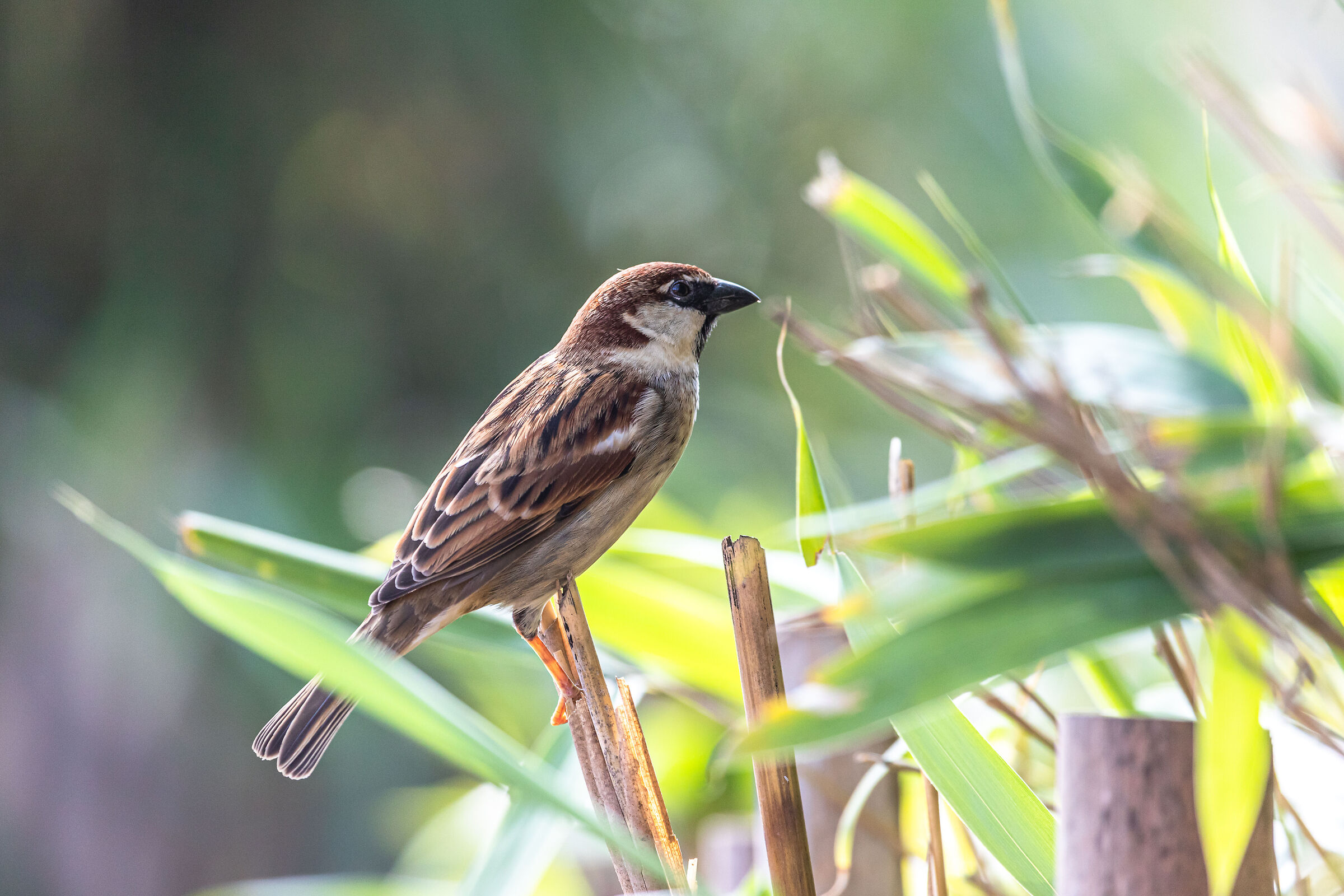 Passer domesticus