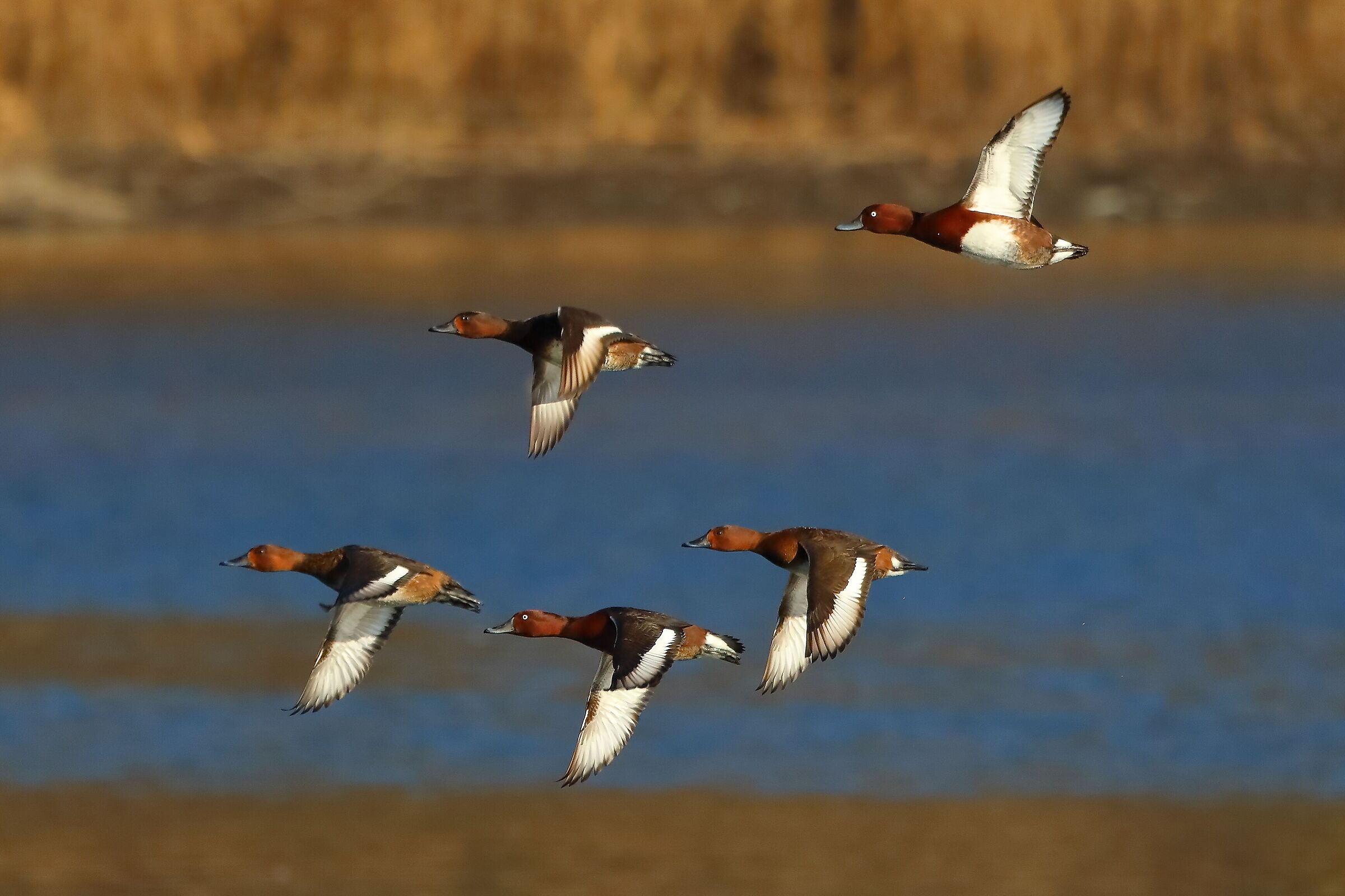 Morette T 15 gennaio 2022