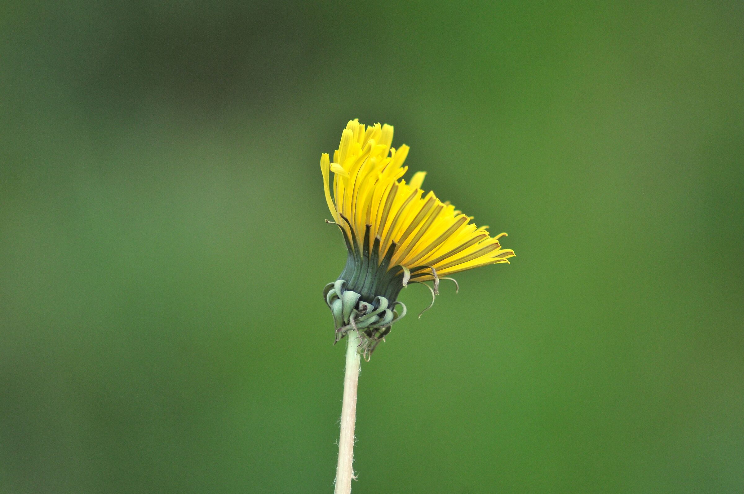 Fiore un giorno dopo