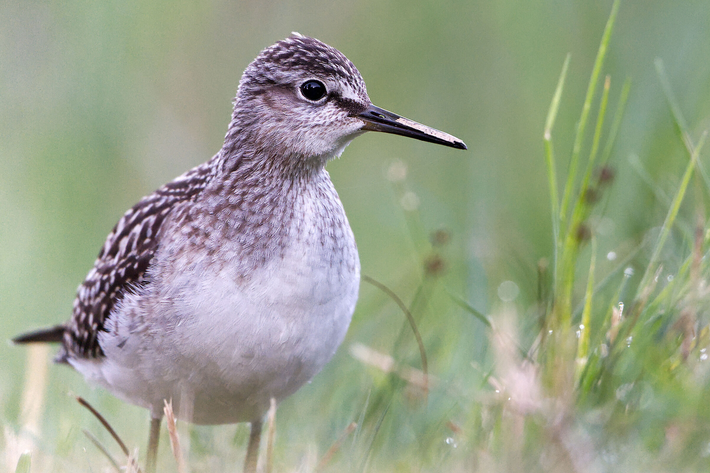 Piro piro boschereccio