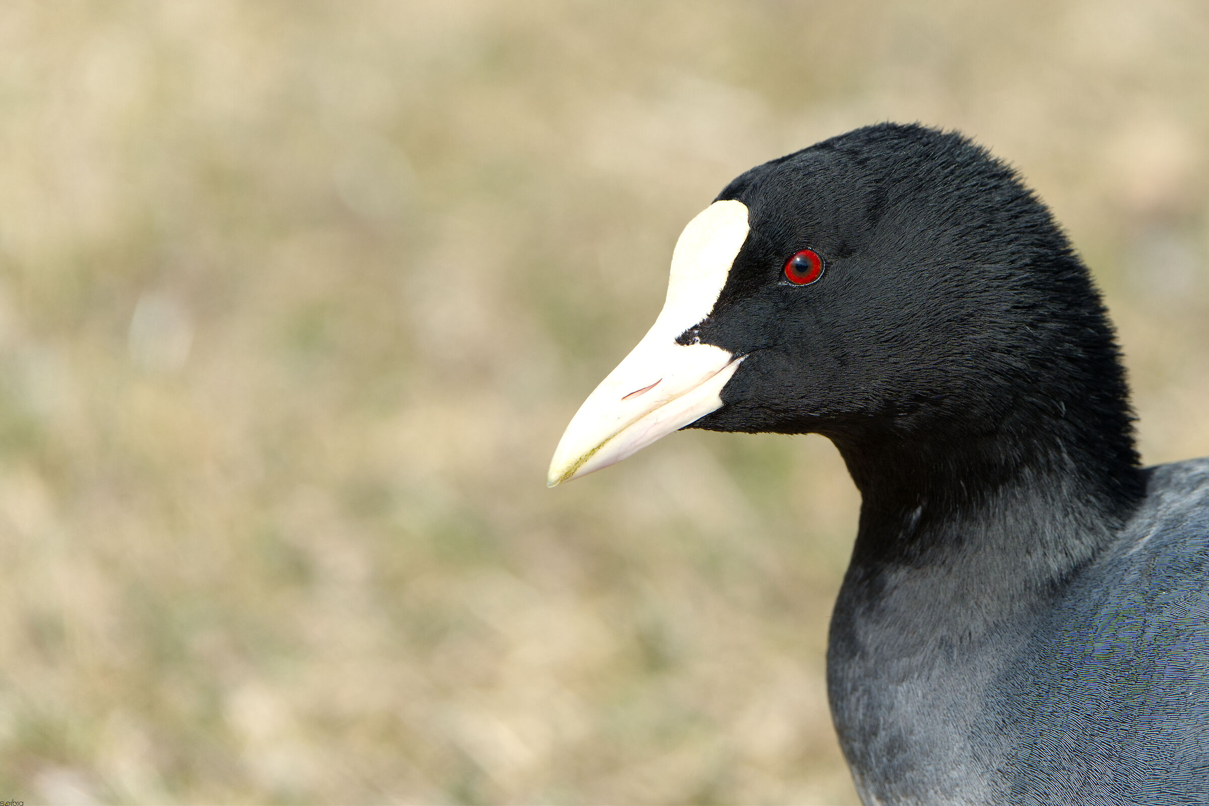 L'occhio rosso della Folaga