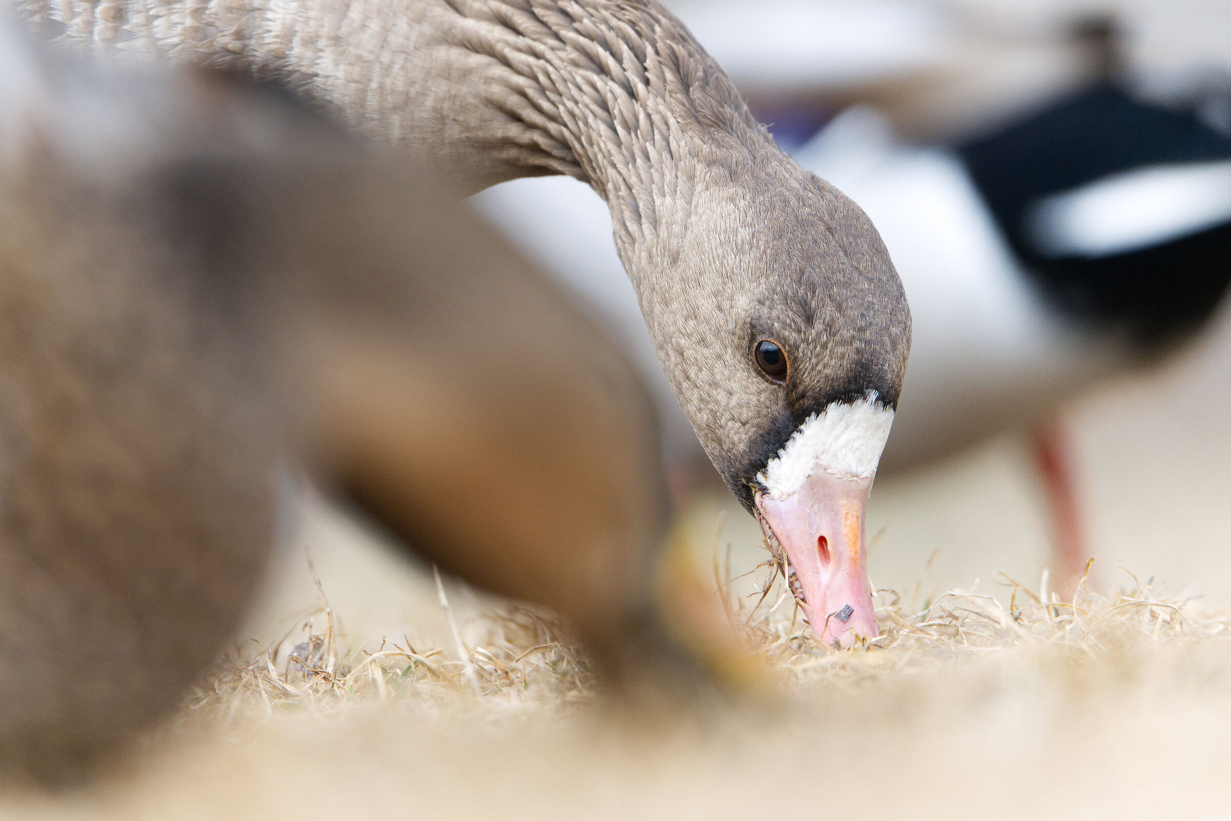 Oca lombardella tiene sotto controllo