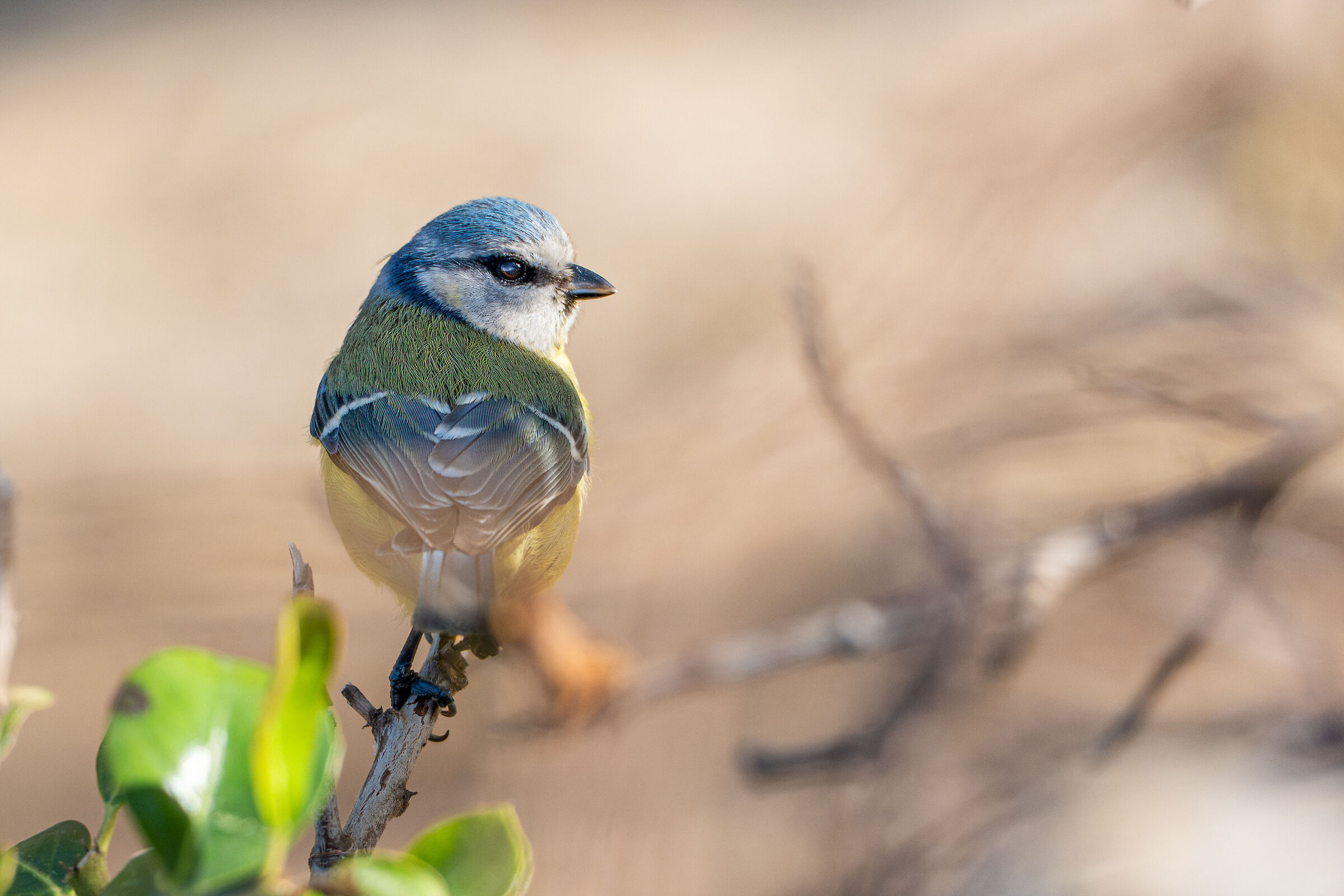 Cinciarella confidente