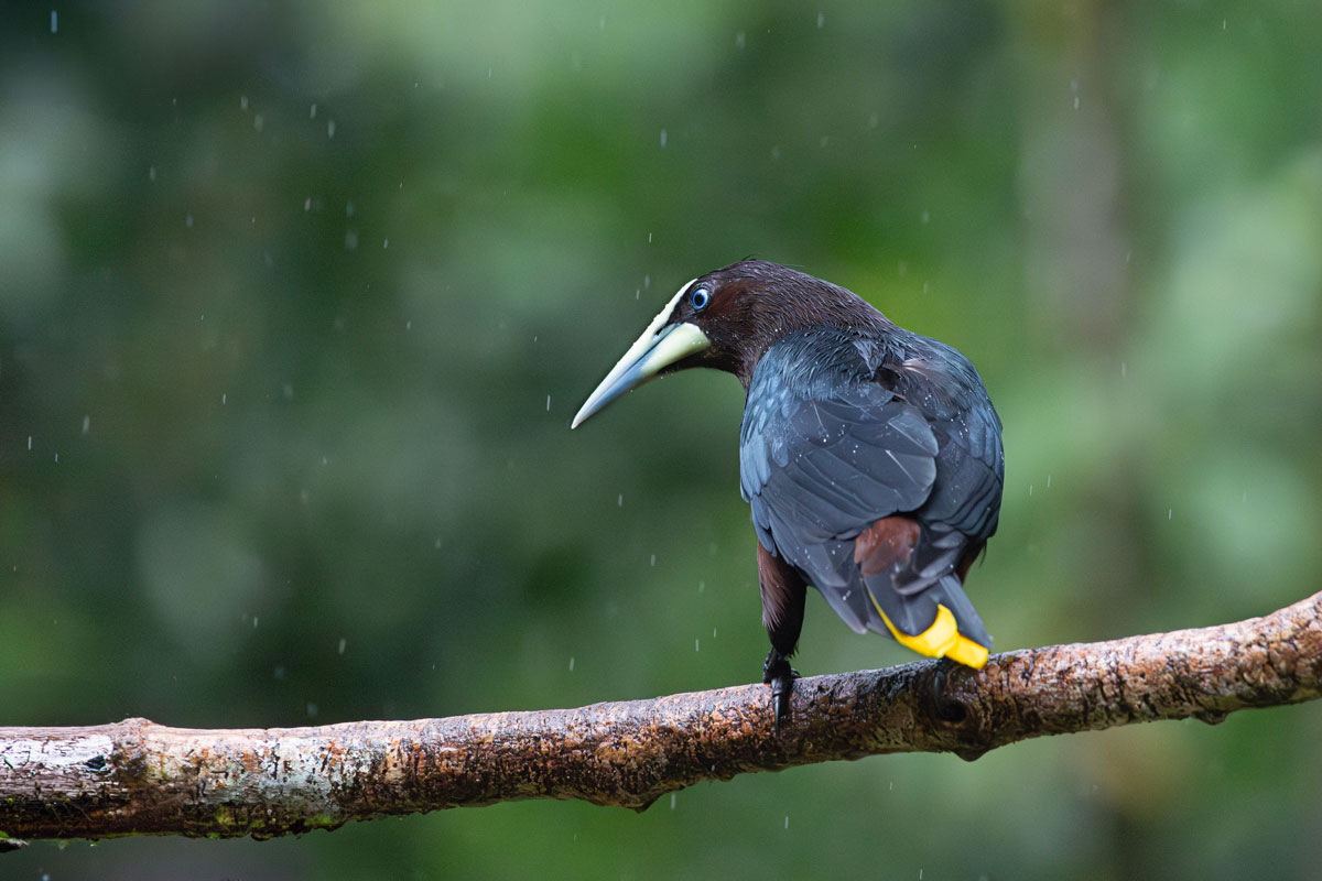 Oropendola di Wagler