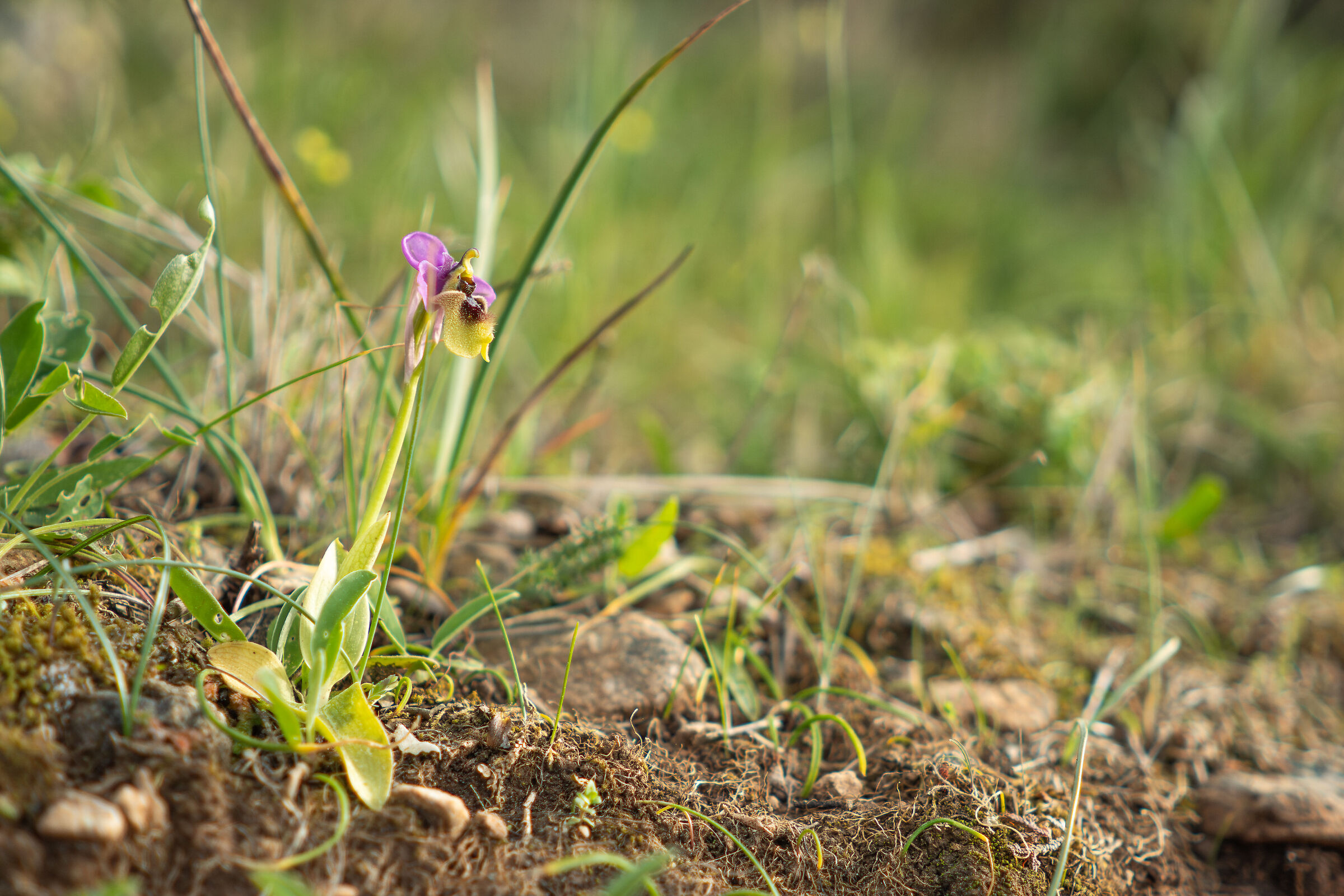 O. tenthredinifera subsp. grandiflora