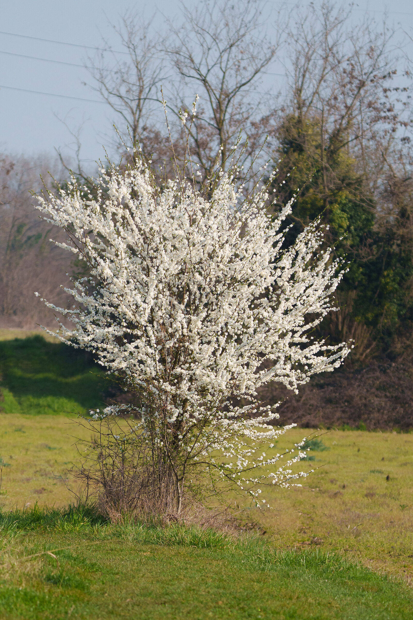 Blackthorn. Le Foppe oasis, clear signs of spring