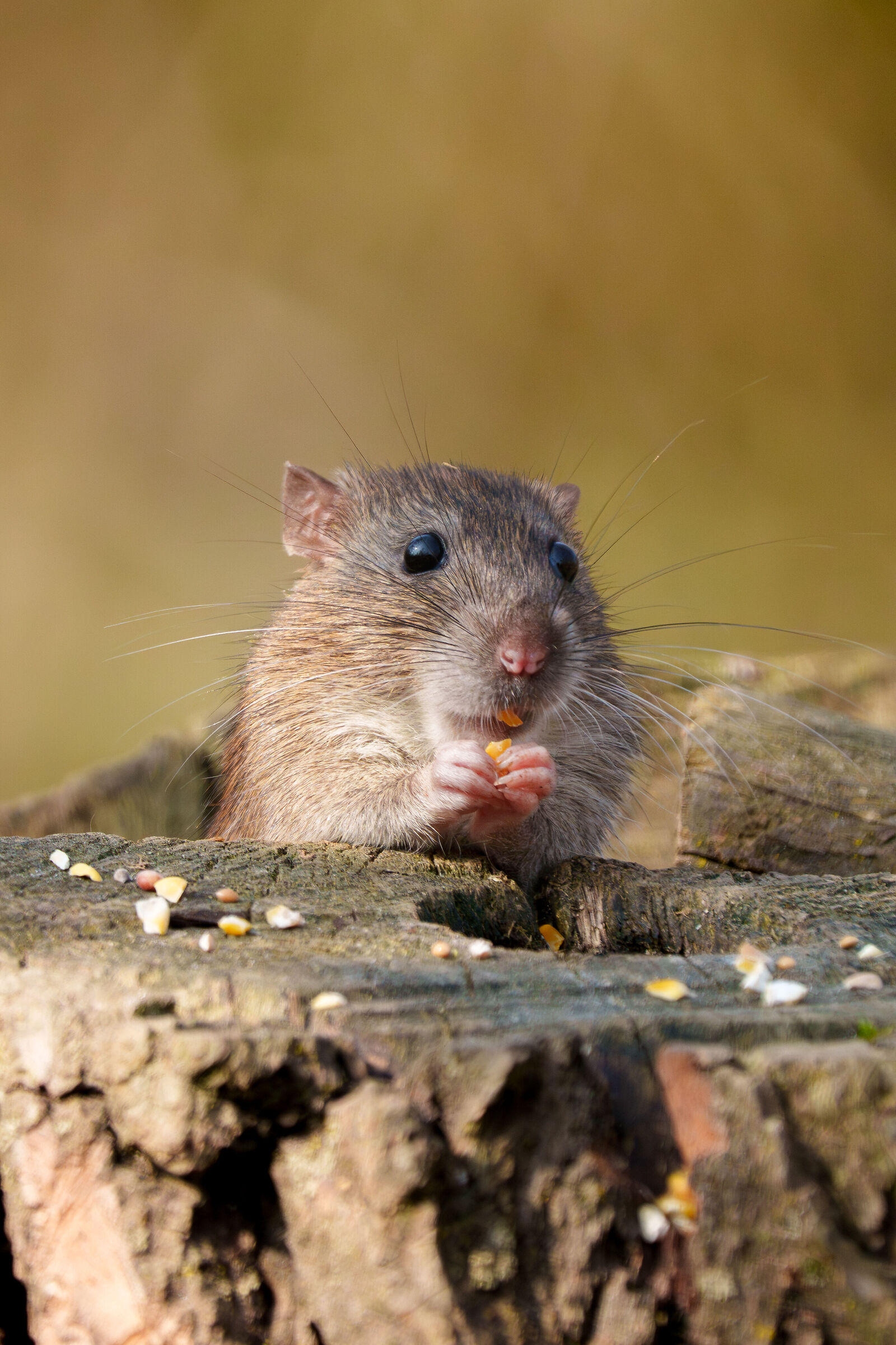 Ratto bruno o delle chiaviche, oasi le foppe