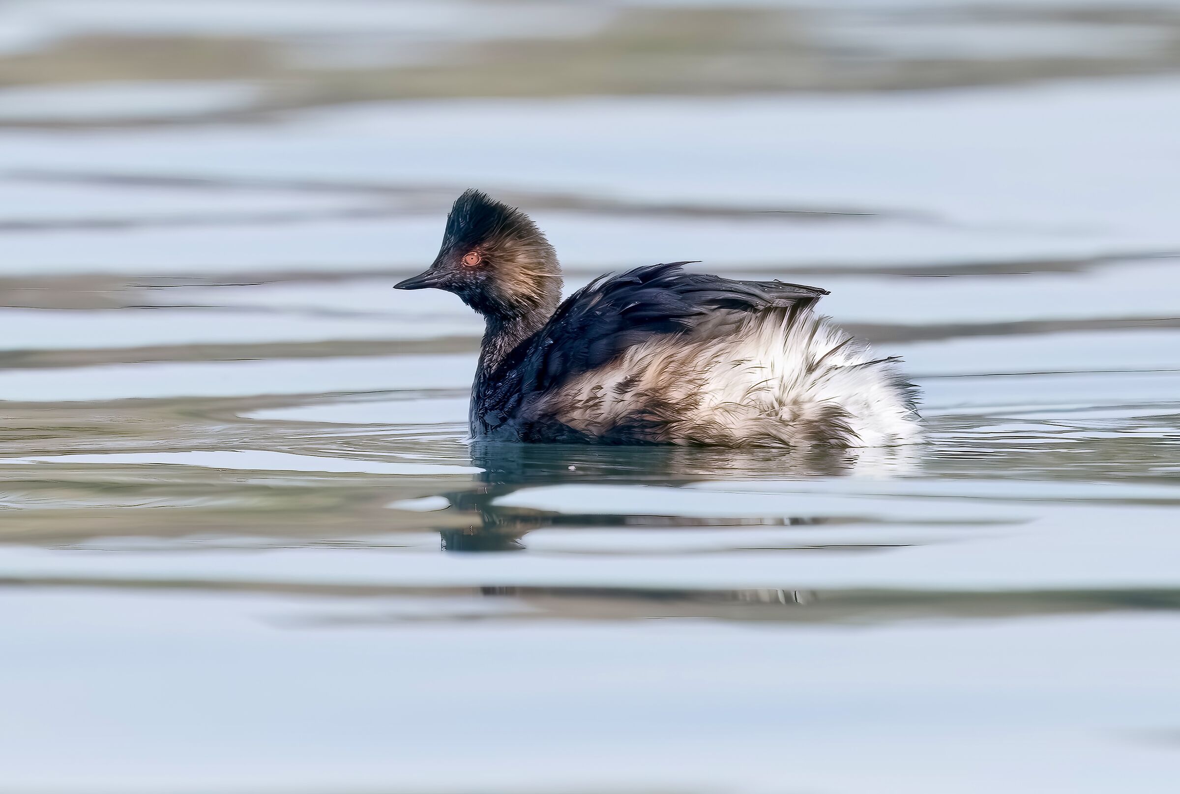 Little grebe