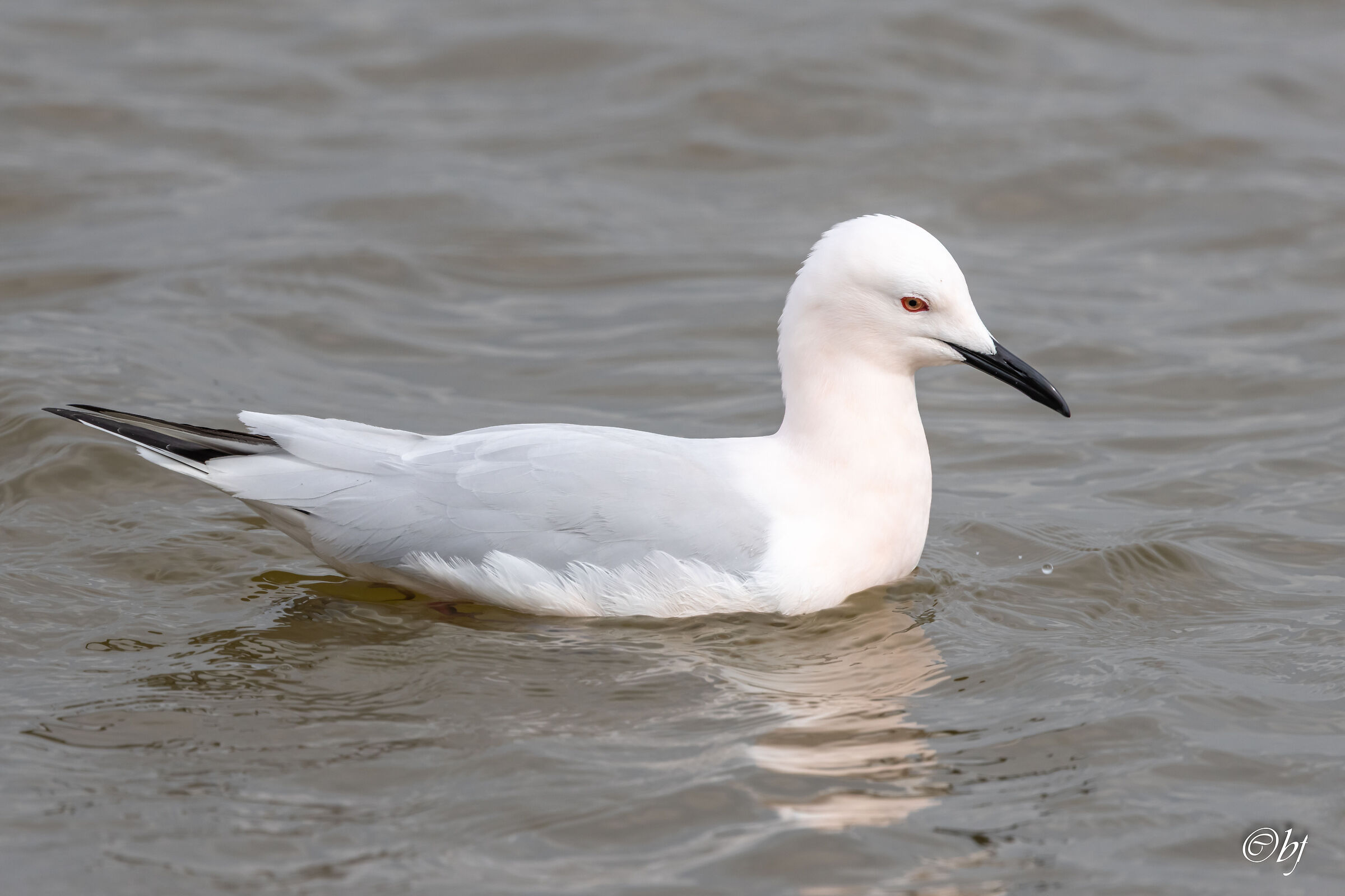 Rosy gull
