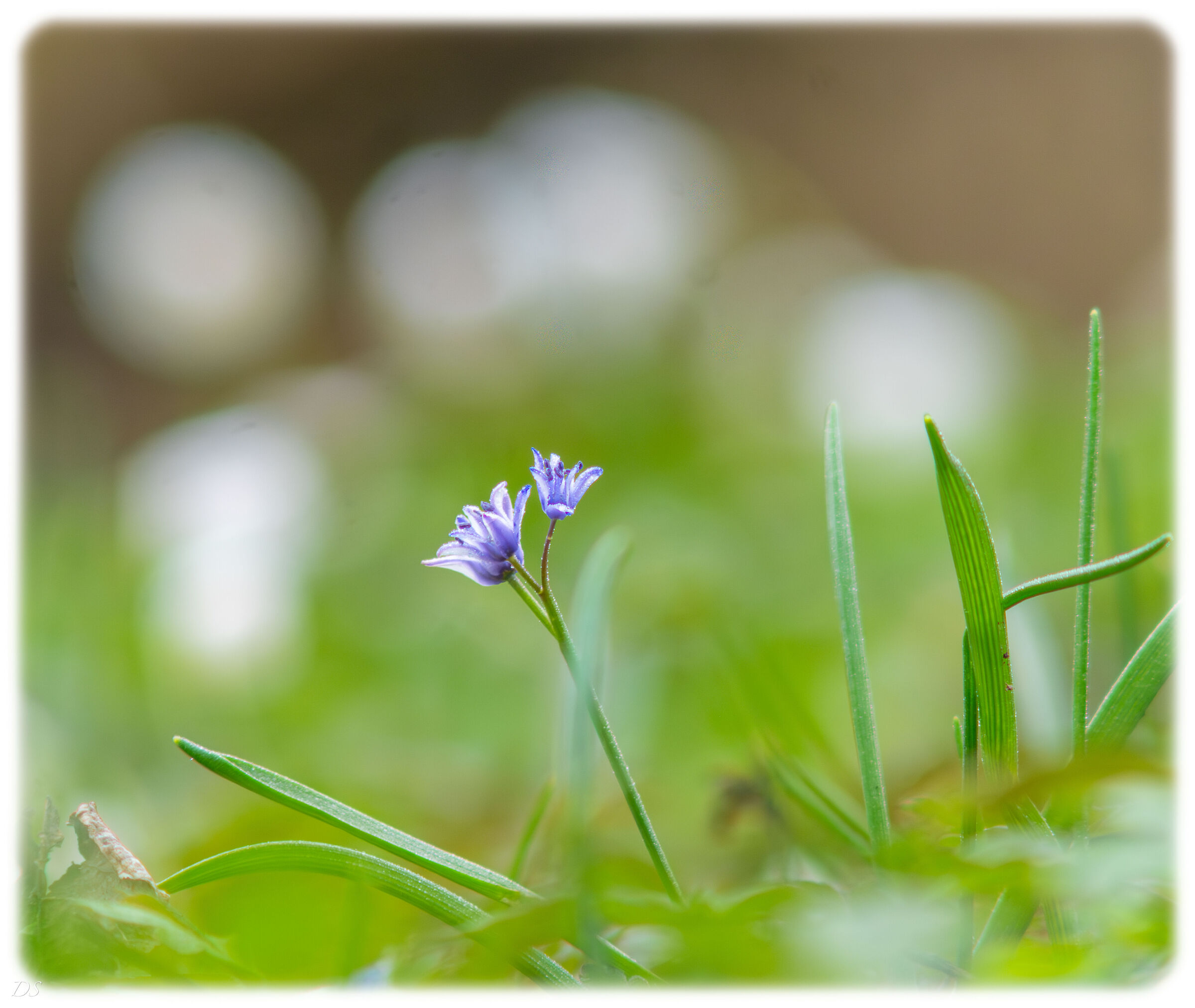 Piccole meraviglie boschive
