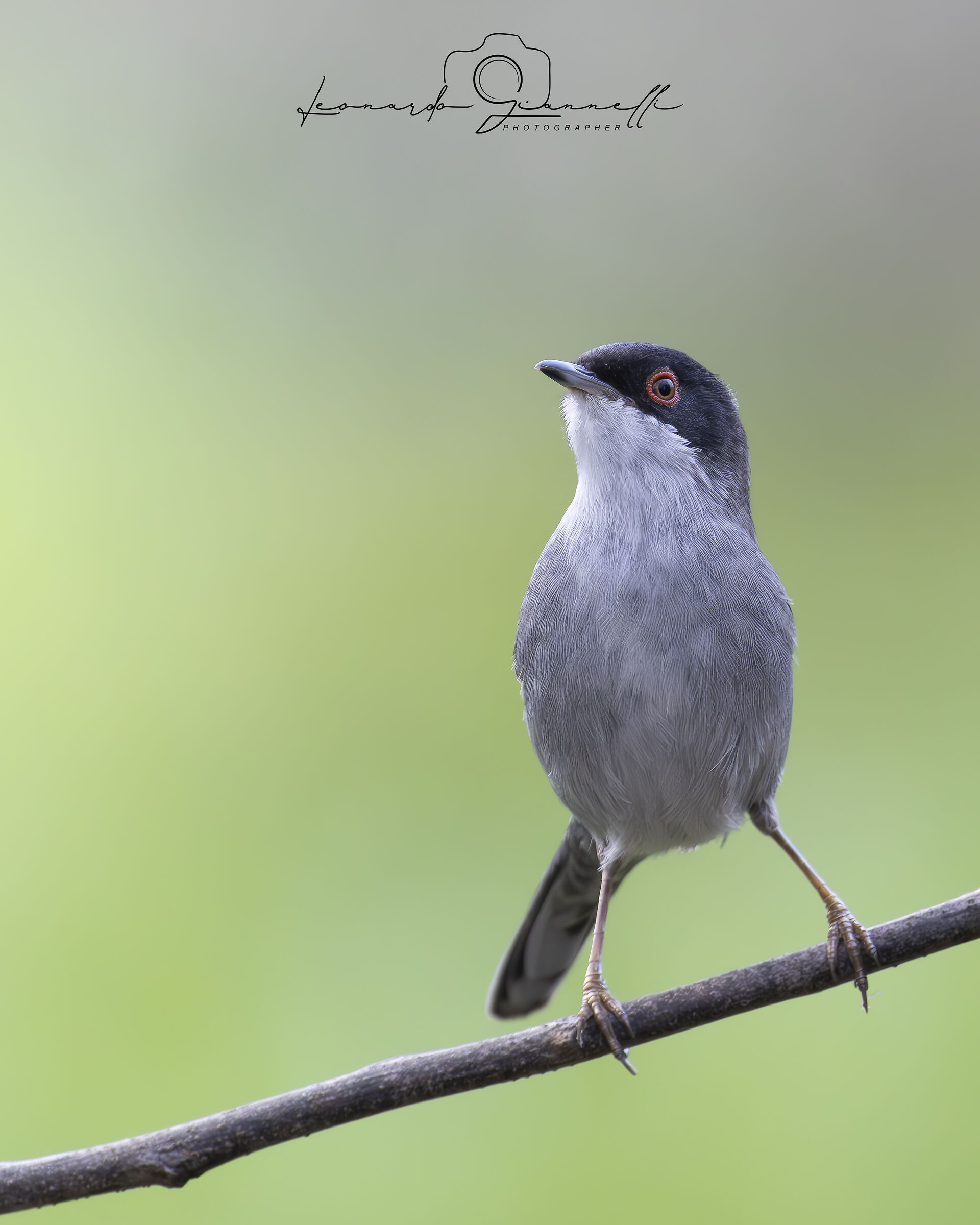 Occhiocotto (Curruca melanocephala)