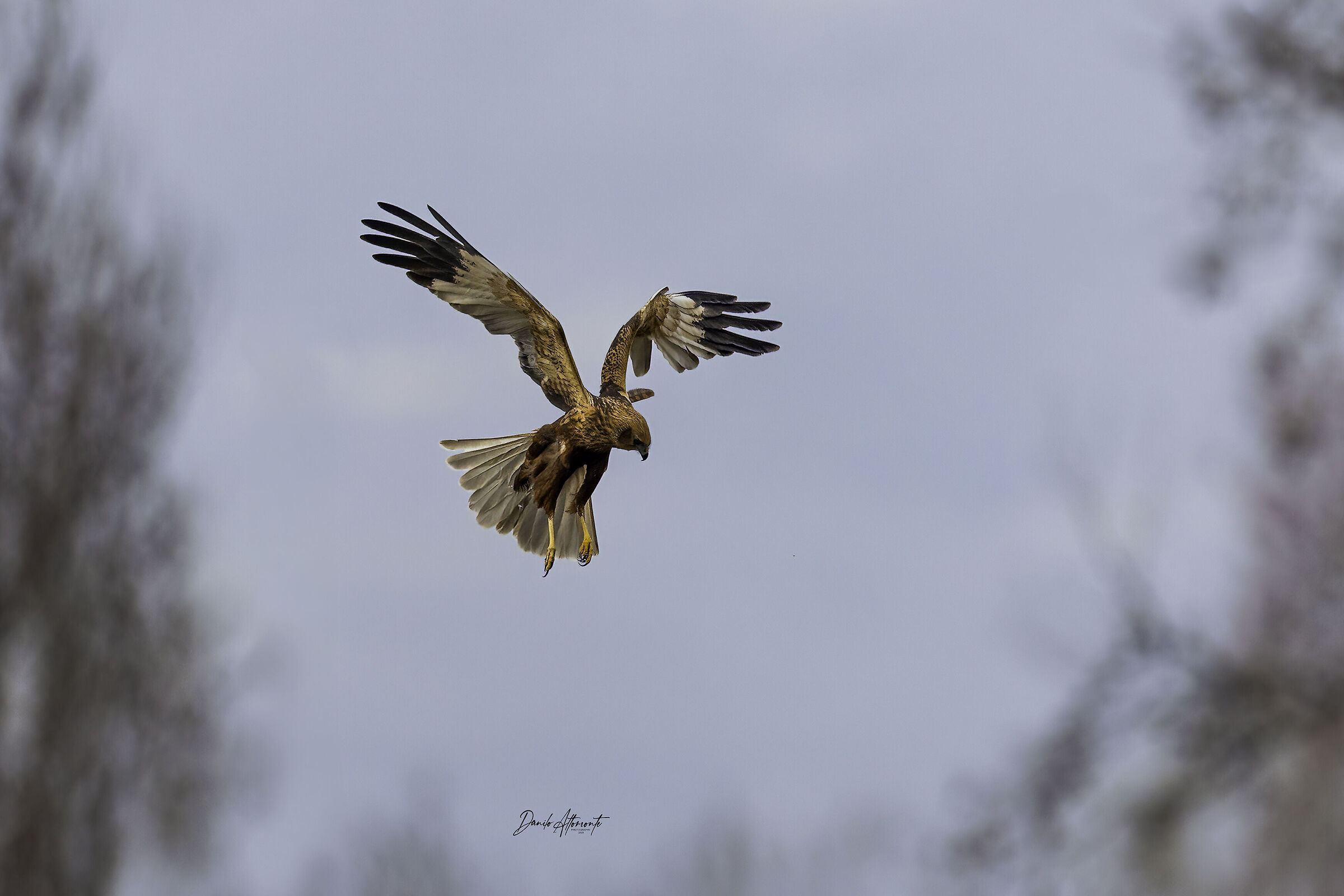 Marsh Harrier