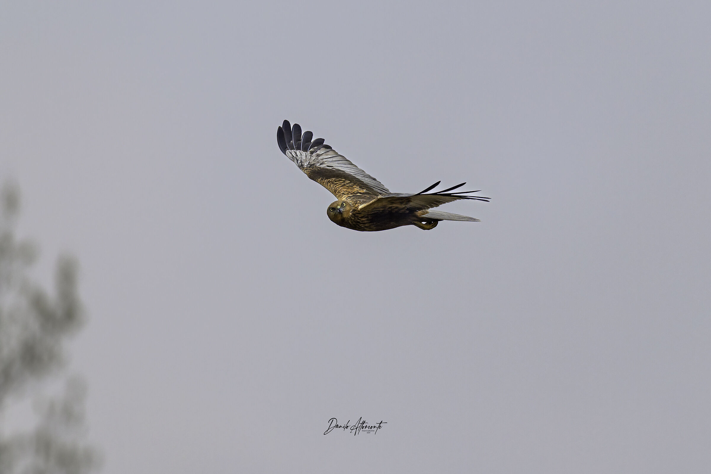 Marsh Harrier