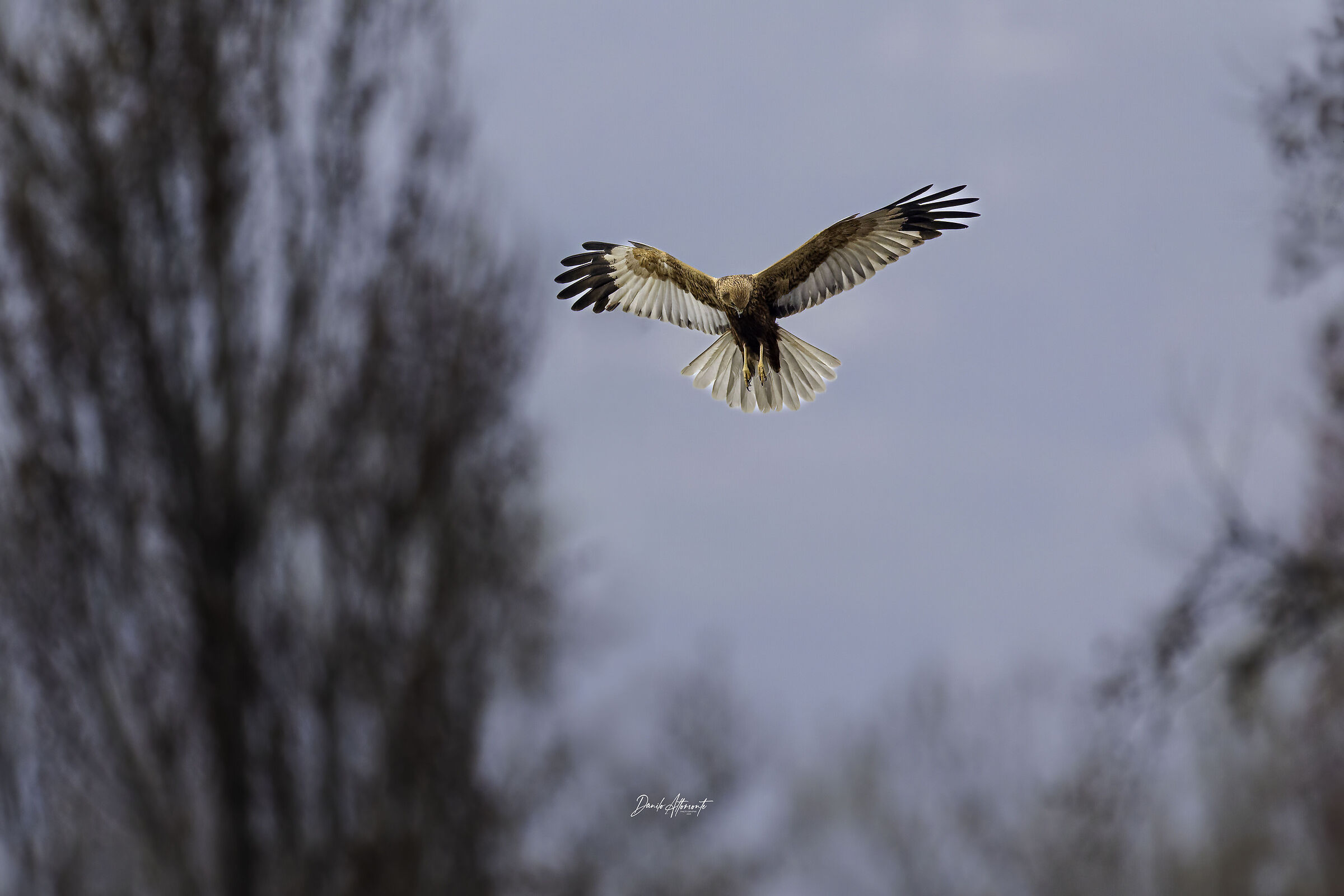 Marsh Harrier