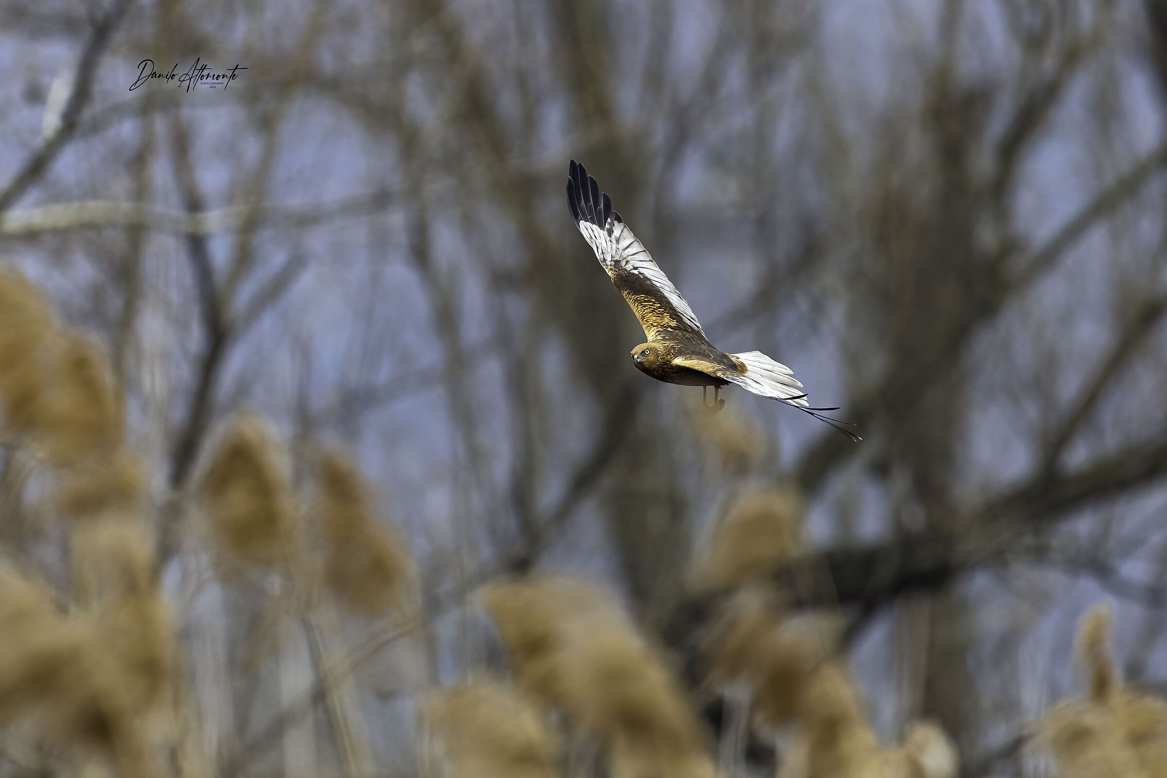 Marsh Harrier