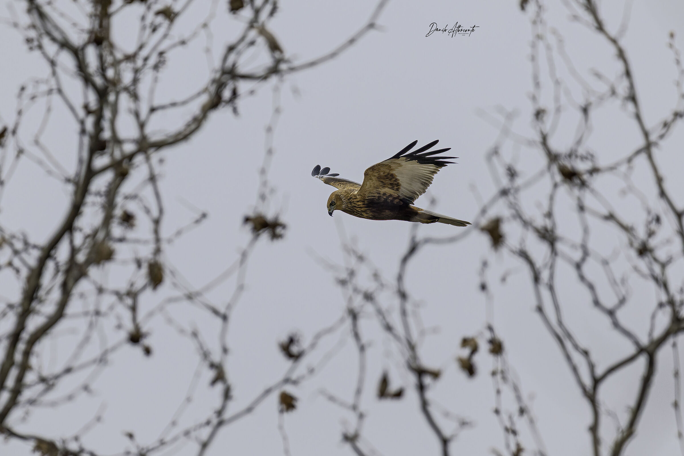 Marsh Harrier