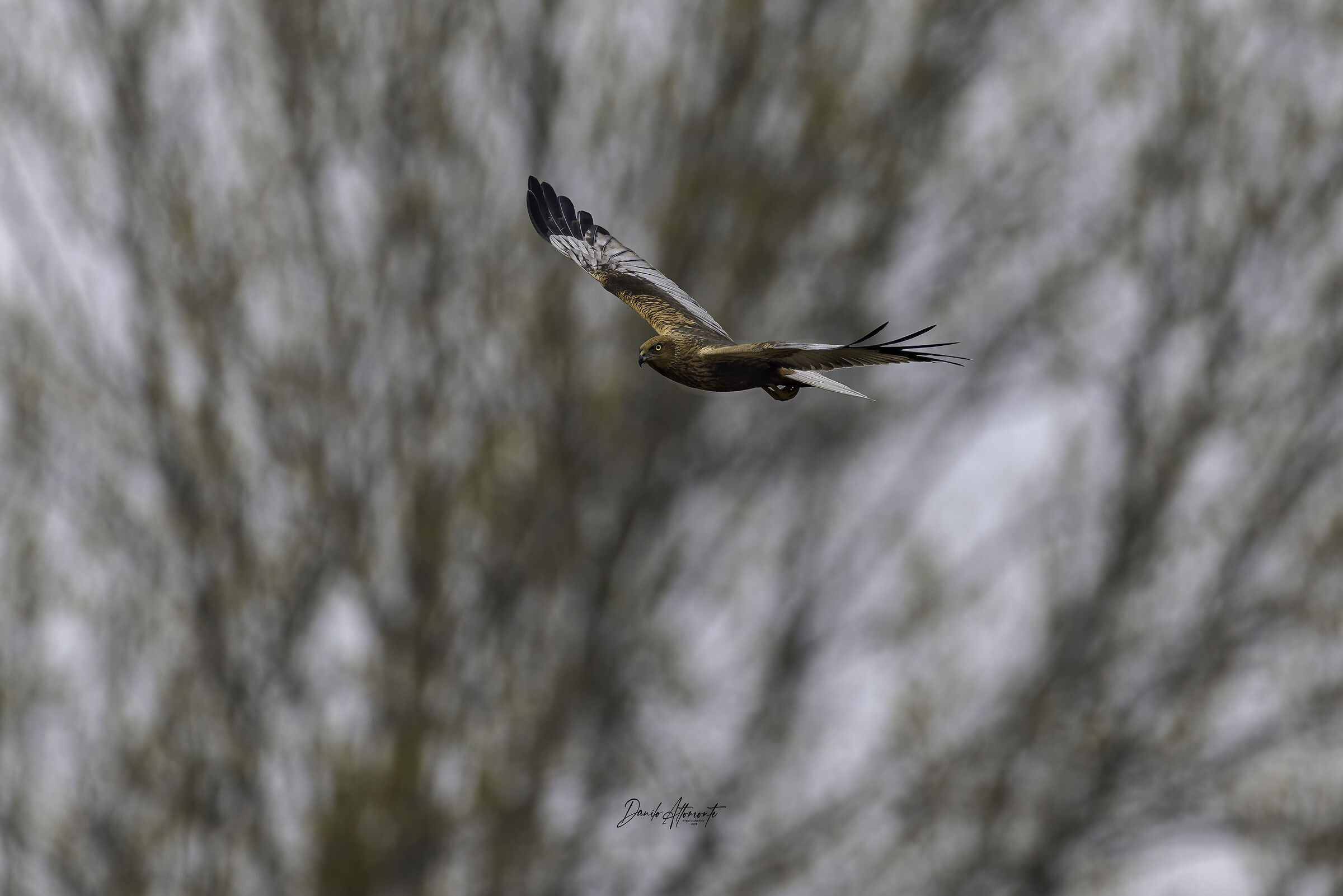 Marsh Harrier