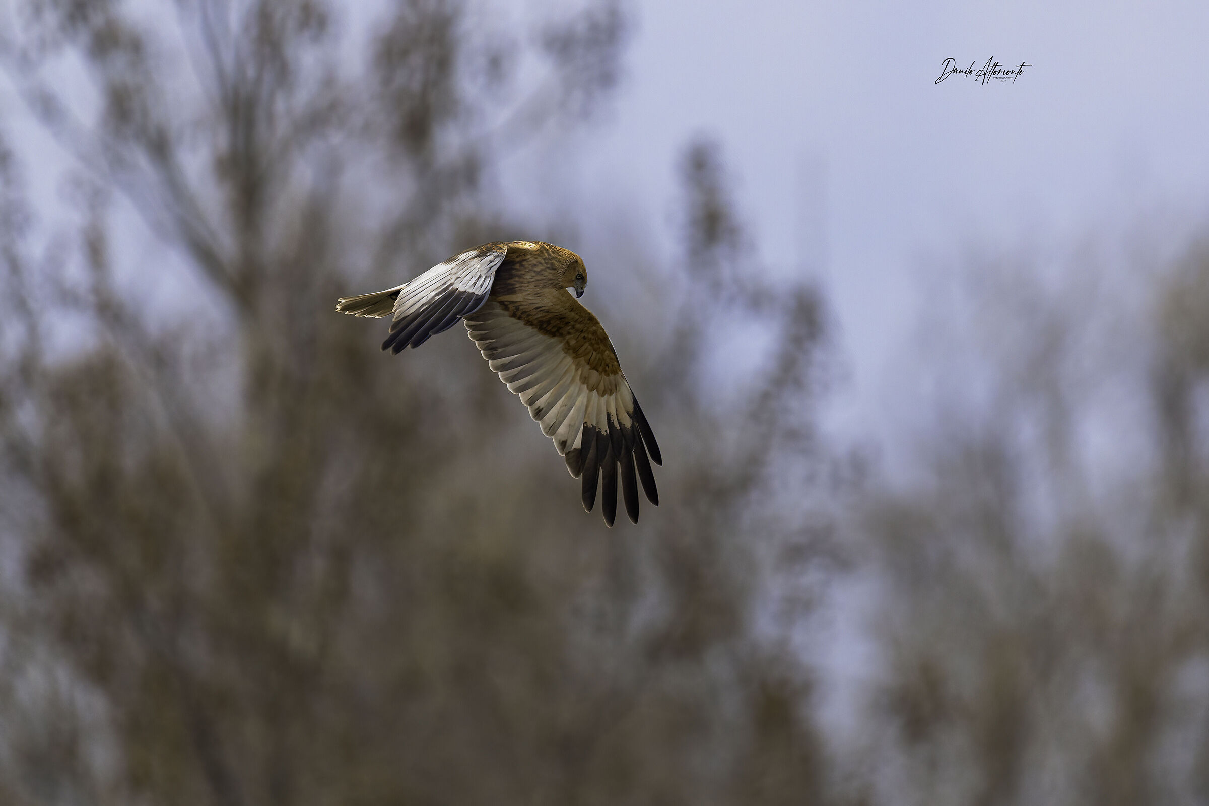Marsh Harrier