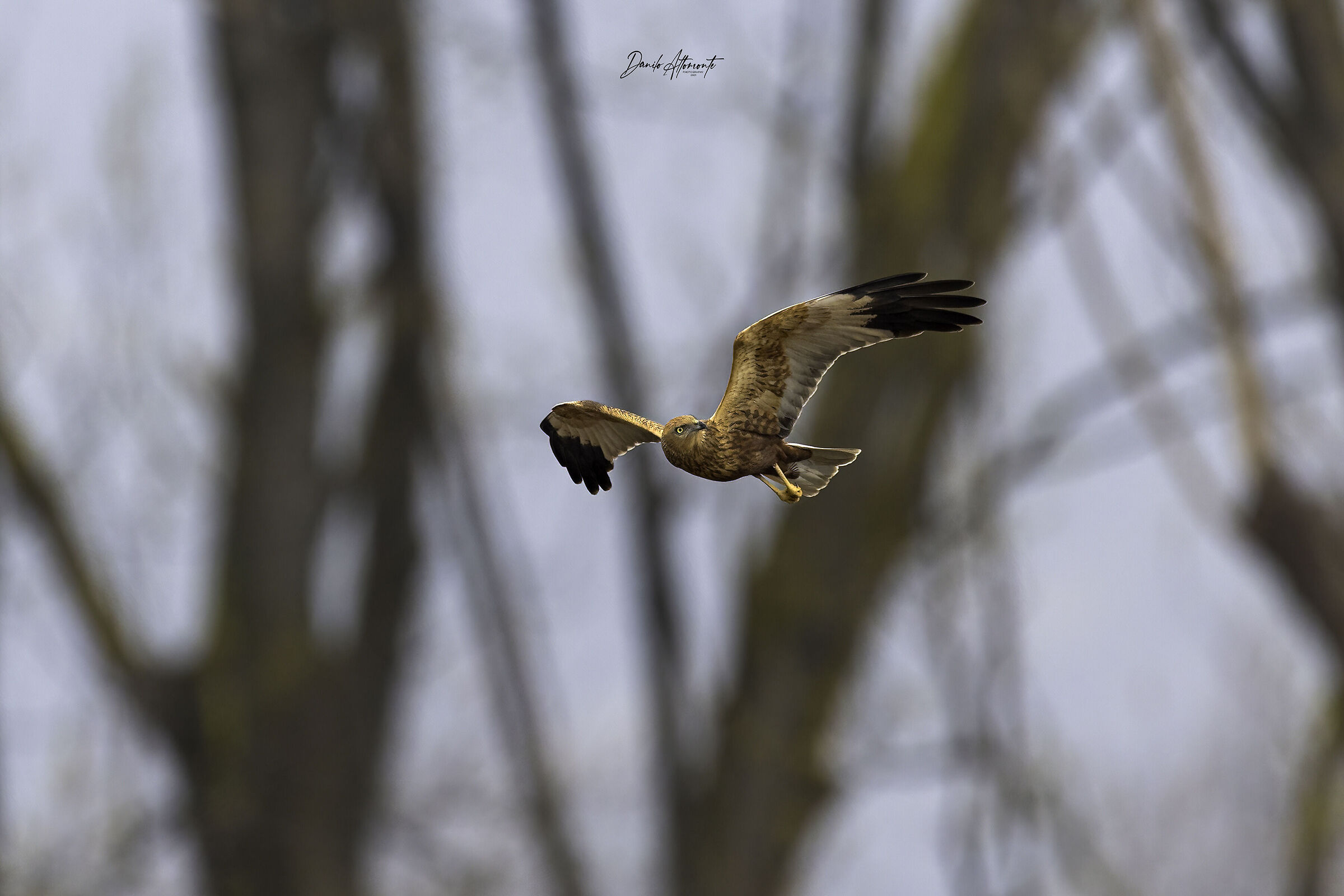 Marsh Harrier
