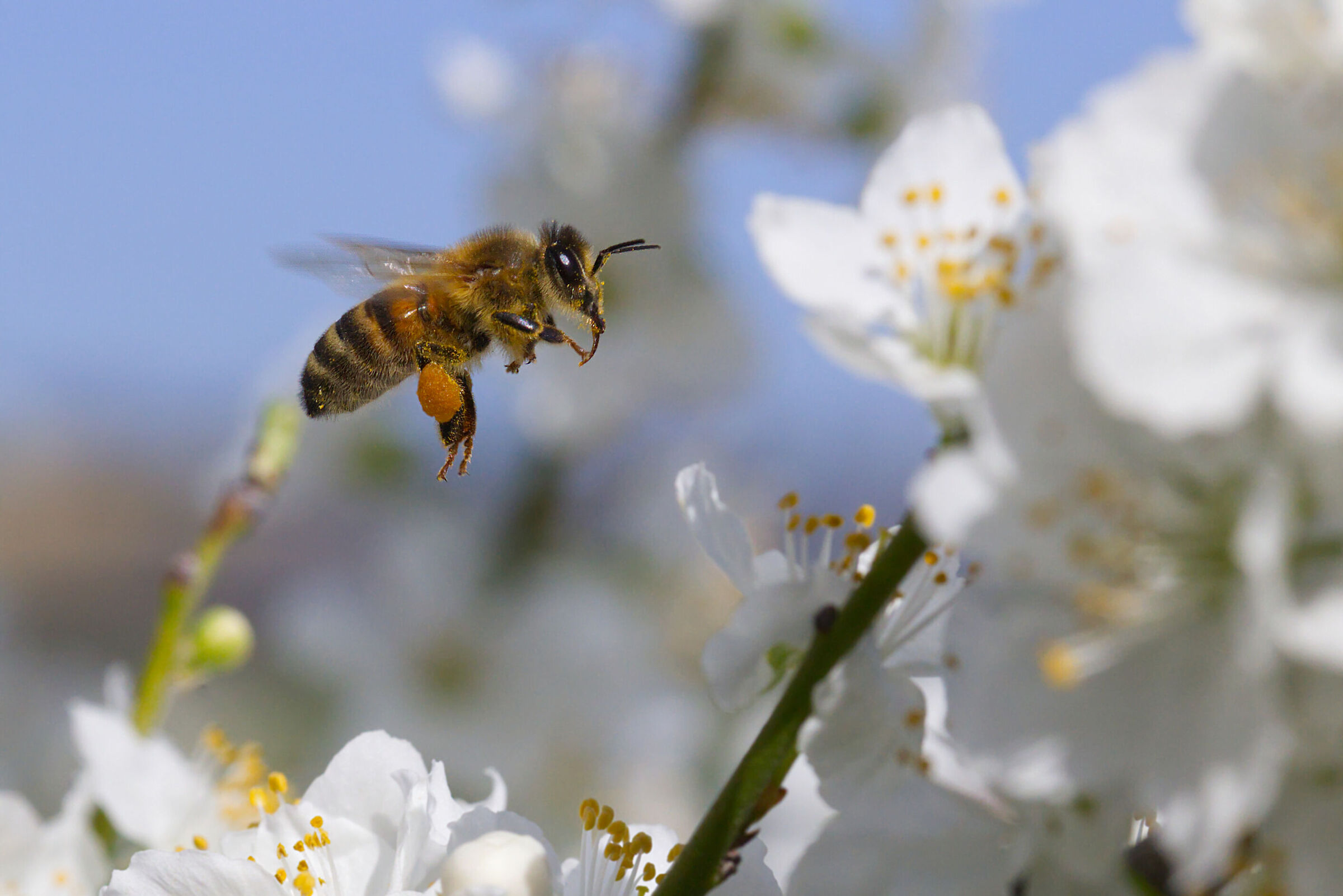 ape operaia al lavoro con sovraccarico