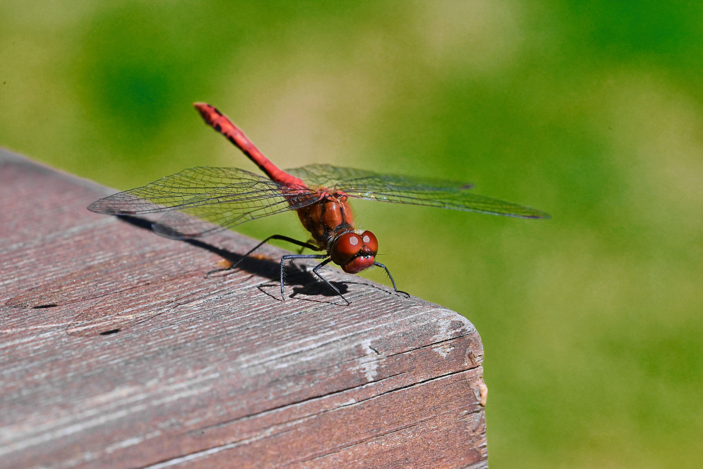 Dragonfly 1