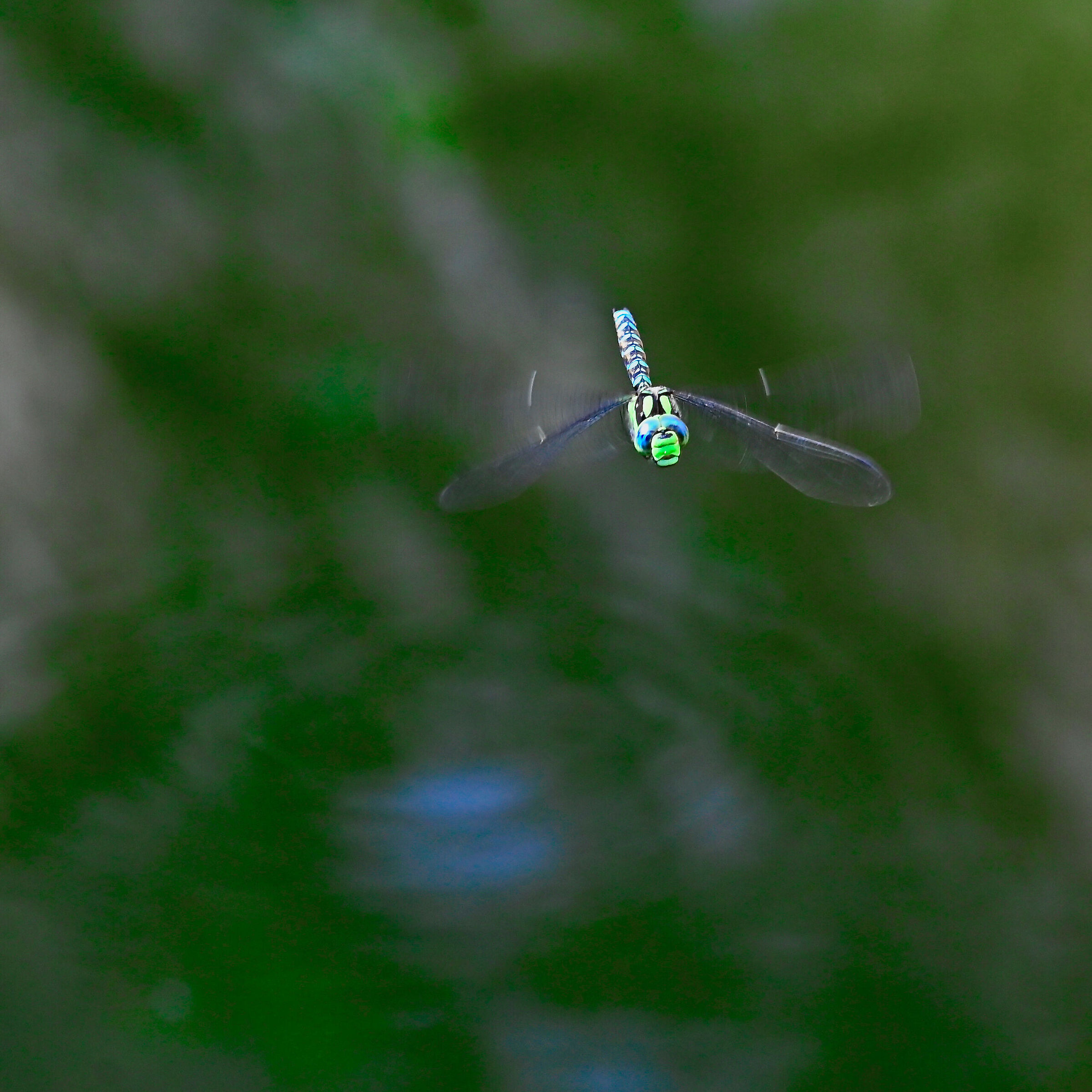 Dragonfly 2
