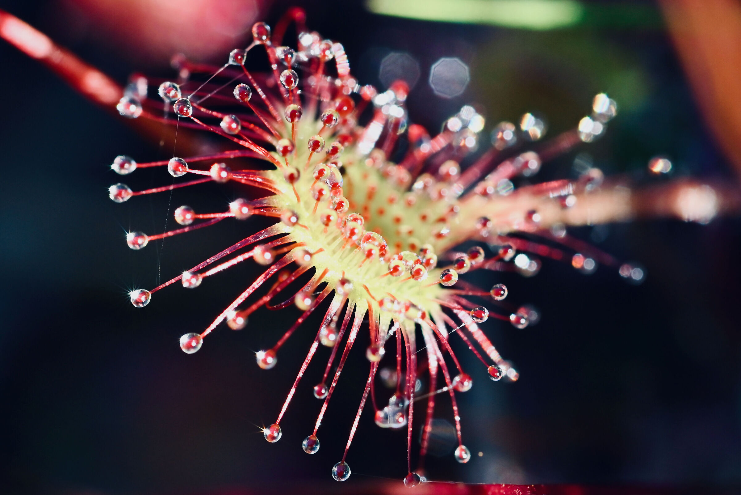 Wild Drosera