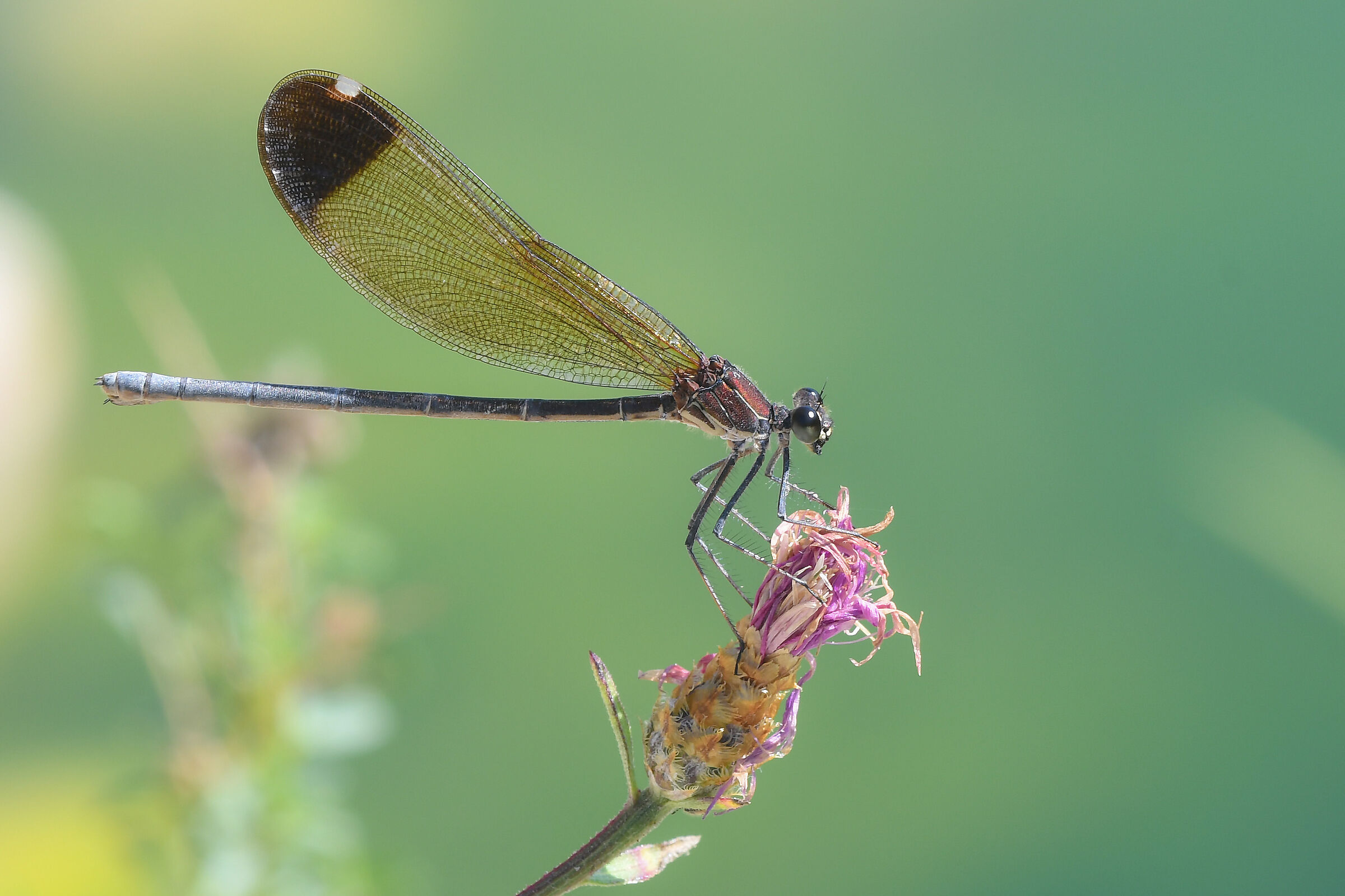 Bright Purple Culprit (Calopteryx haemorrhoidalis)