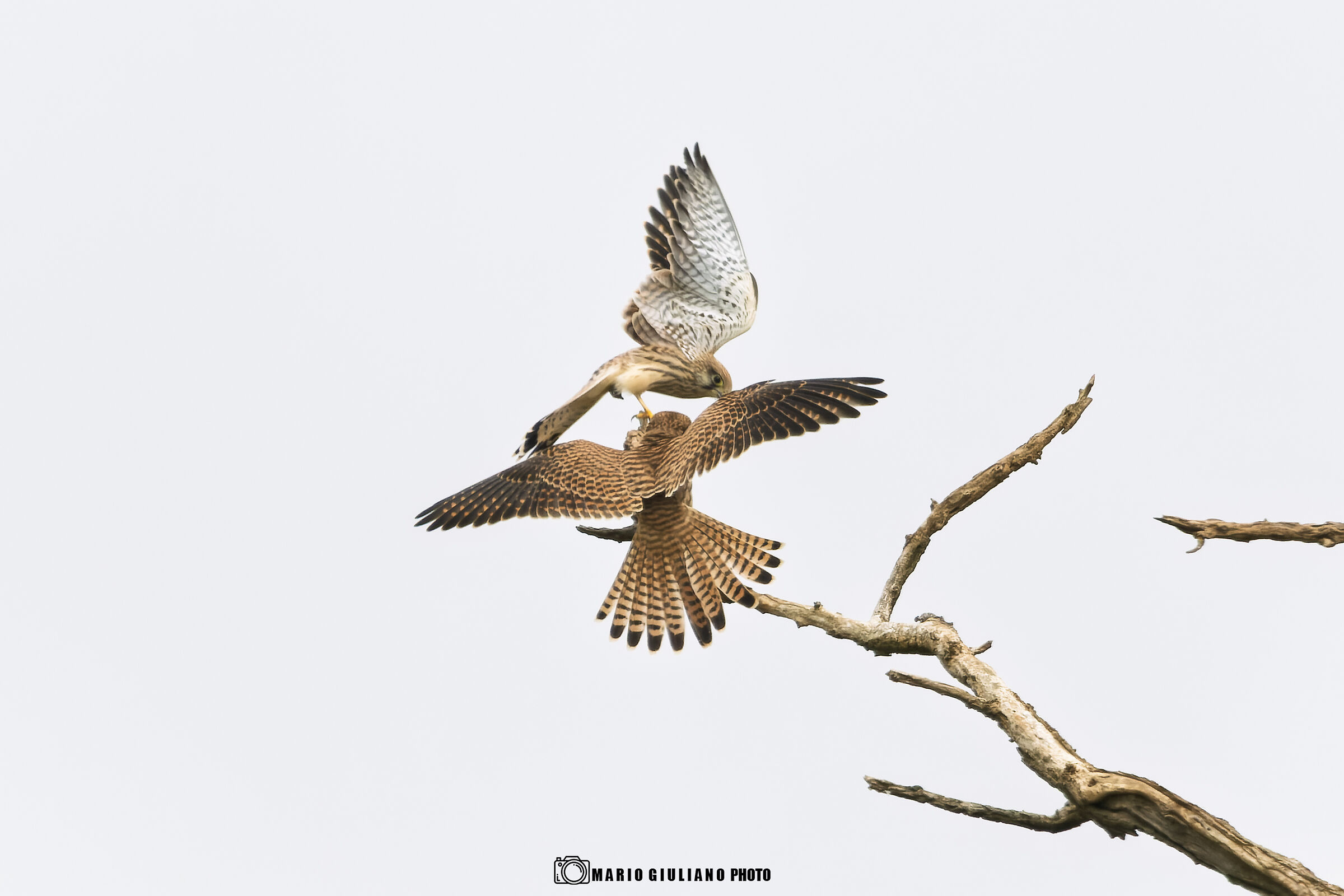 Kestrel quarrel
