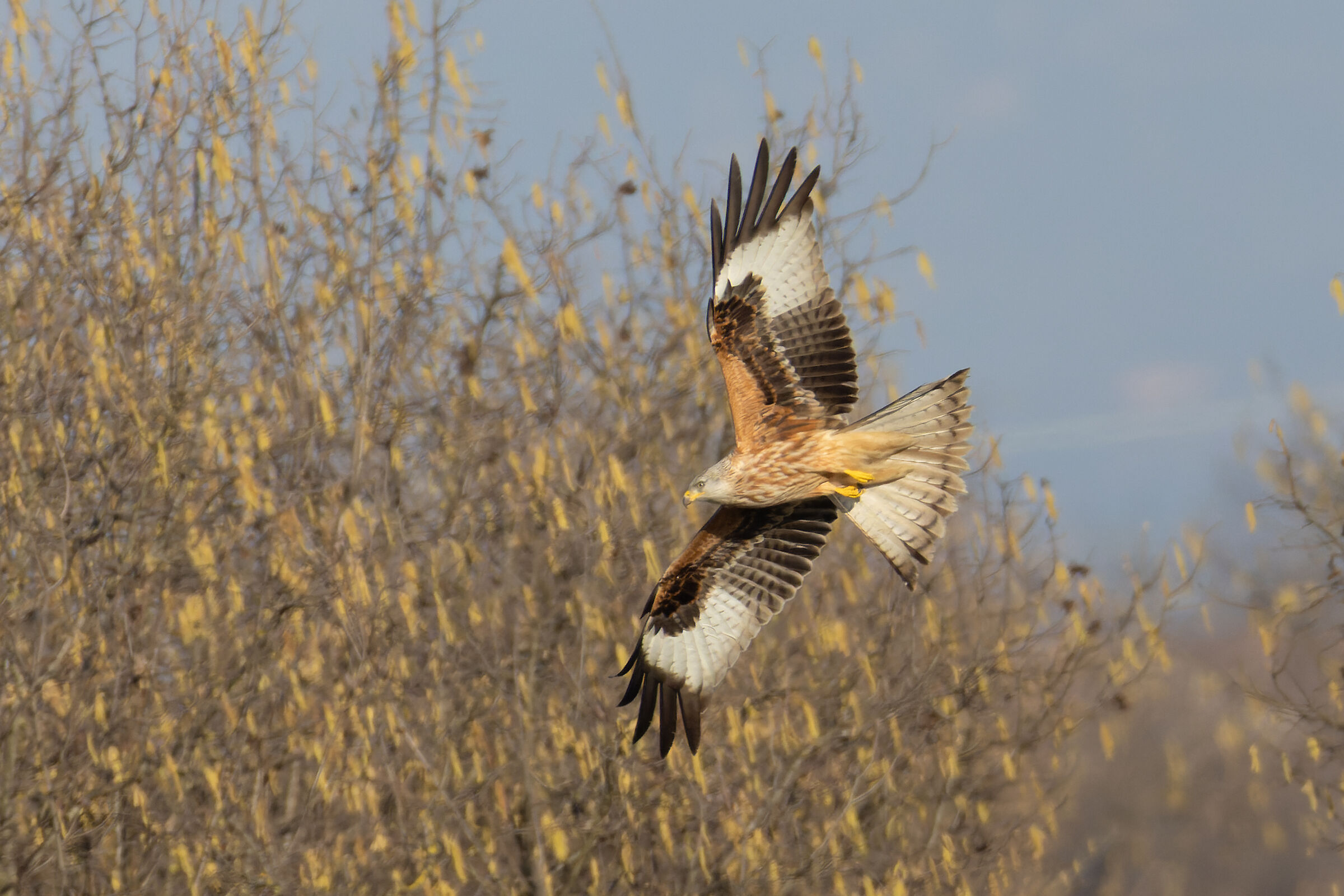 Red Kite