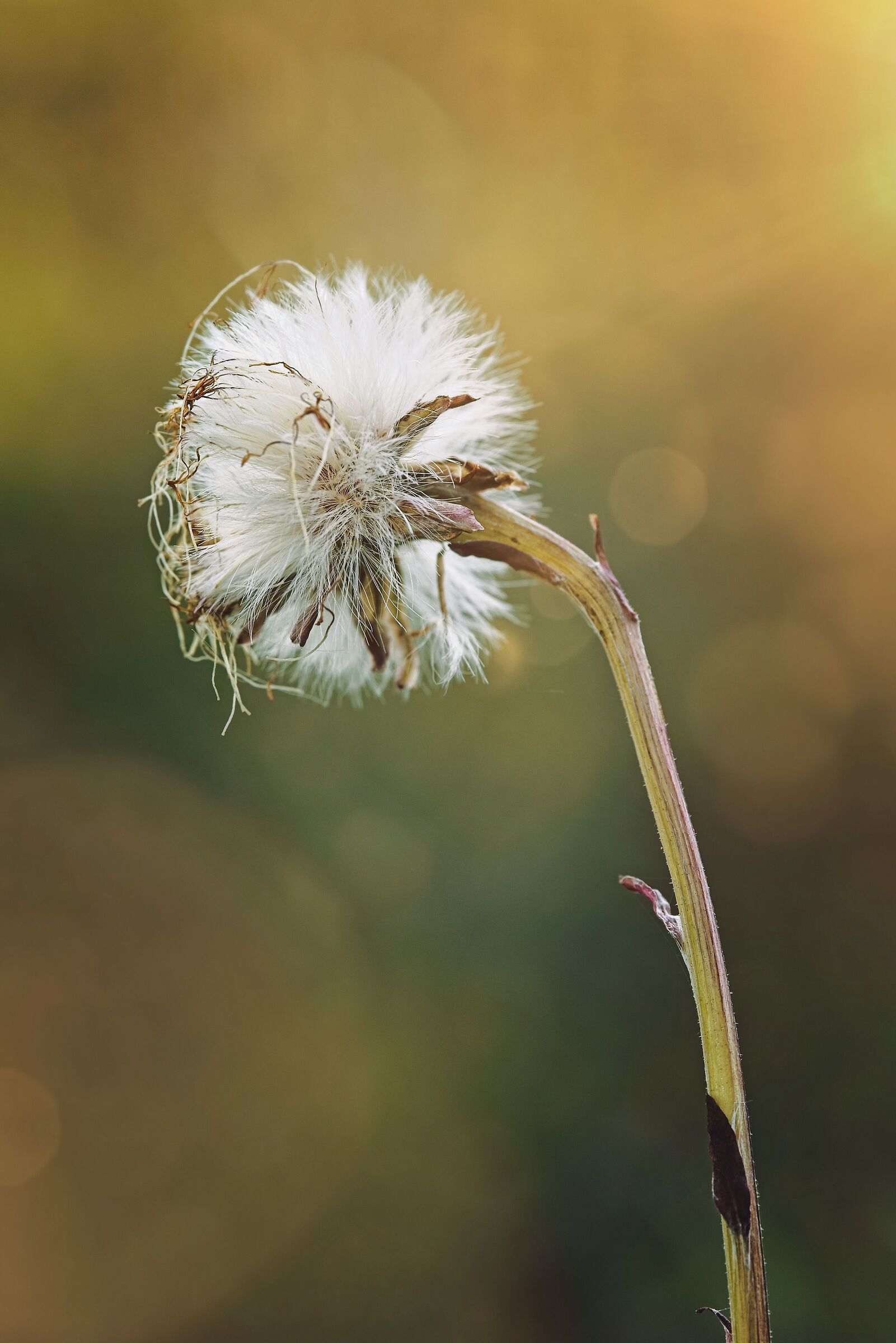 Coltsfoot