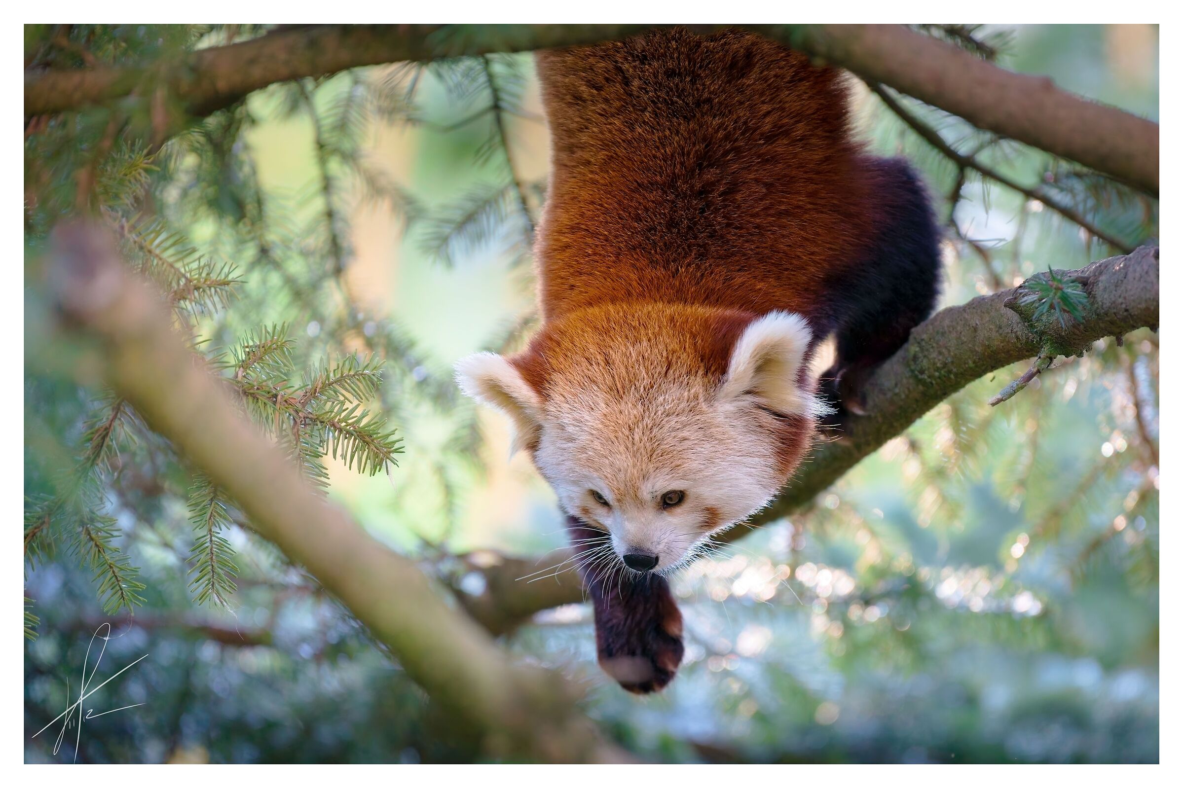 Panda Rosso